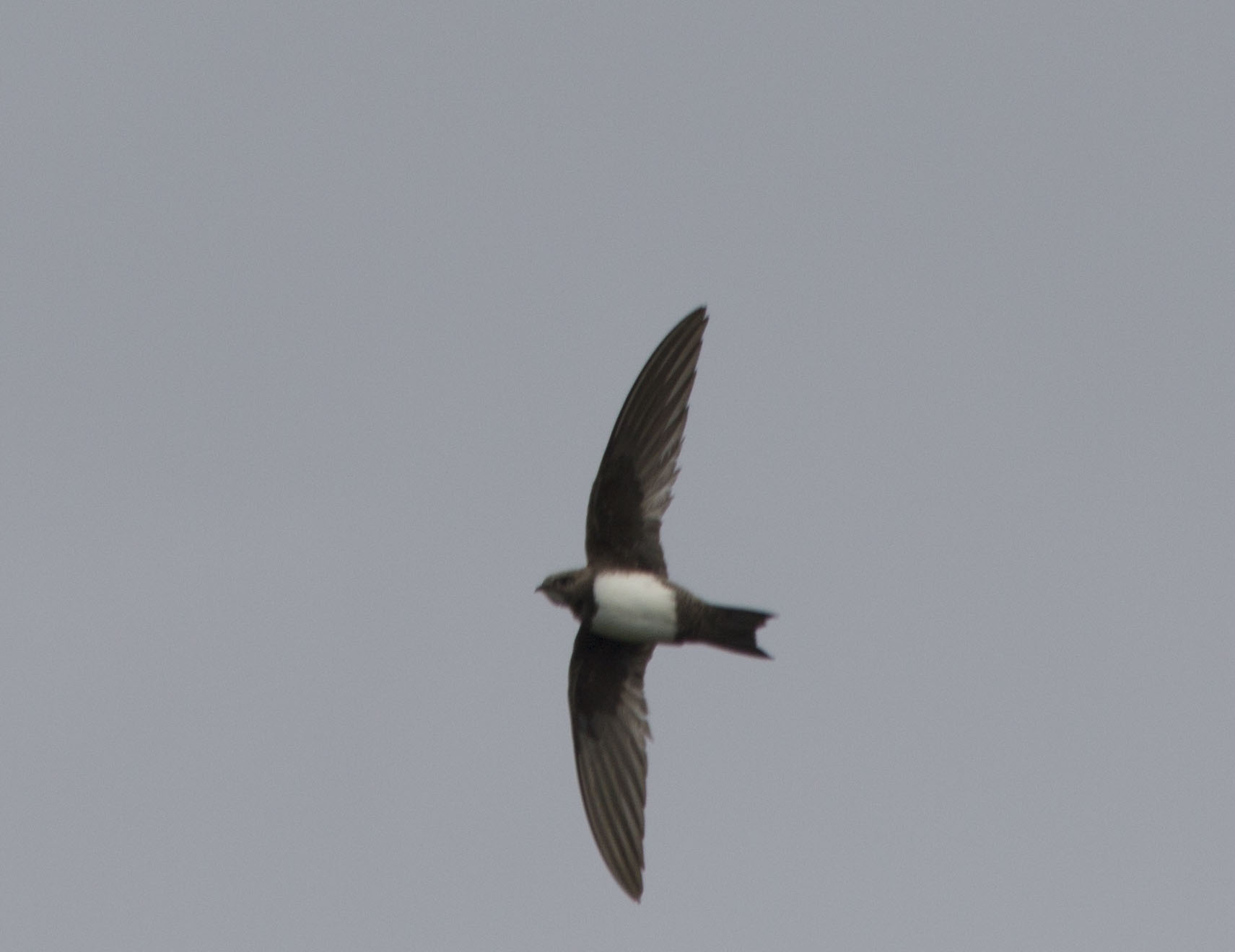 Alpine Swift