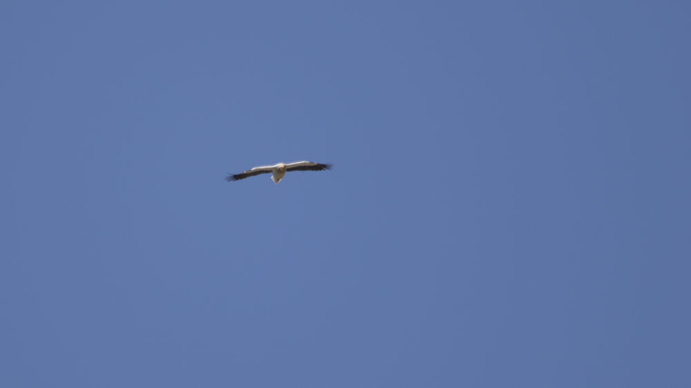 Egyptian Vulture
