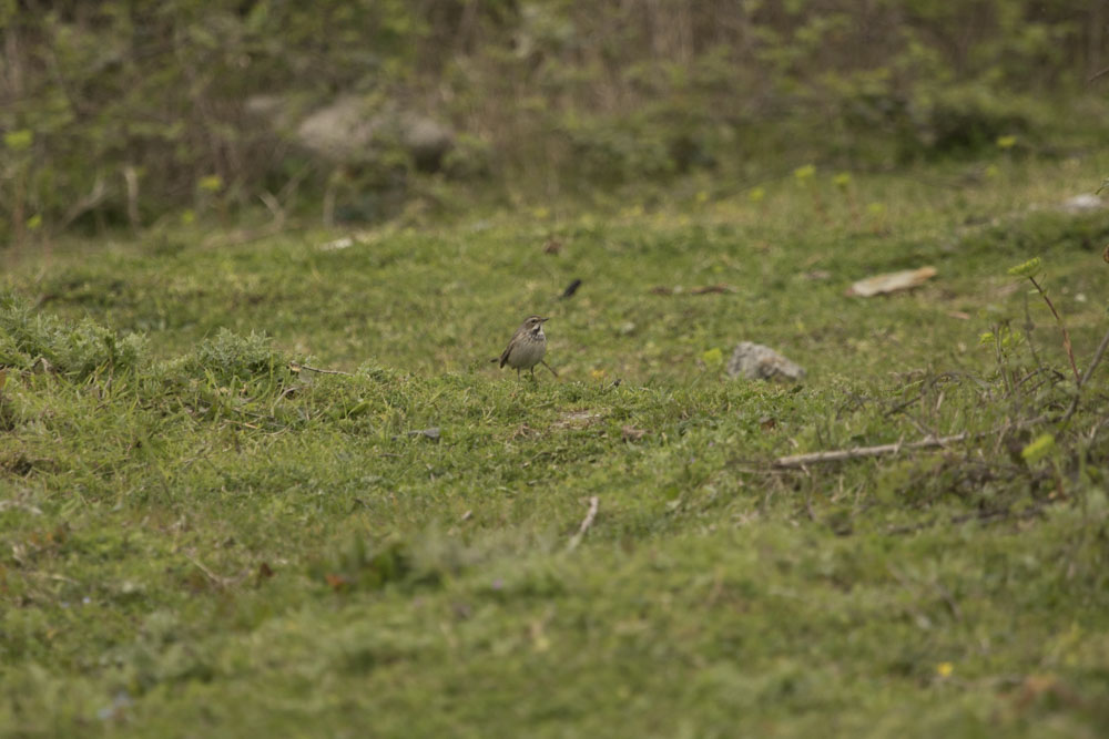 Bluethroat