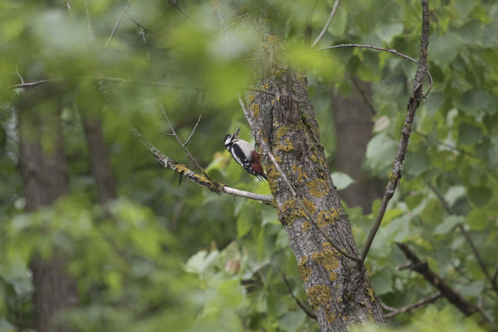 Syrian Woodpecker