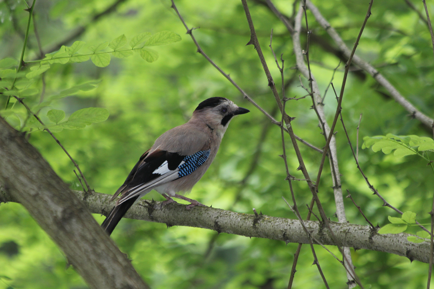 Eurasian Jay