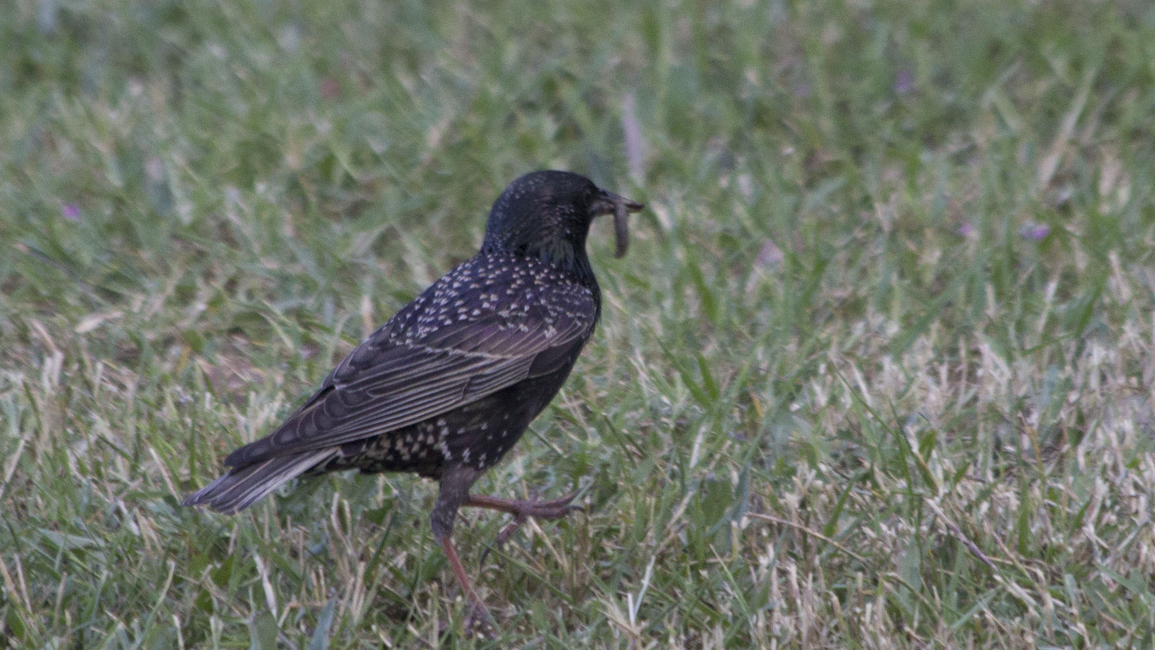 European Starling