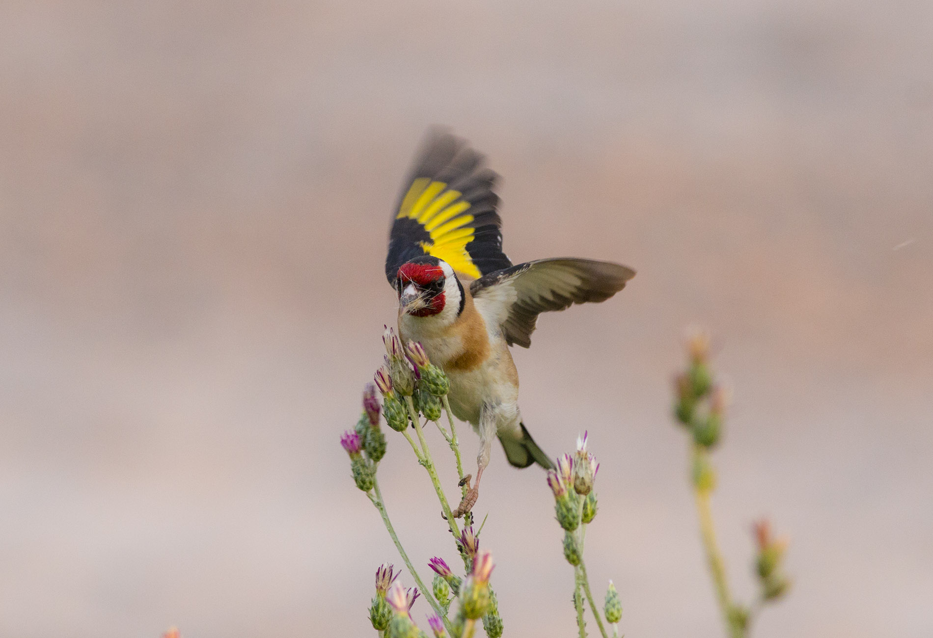 European Goldfinch