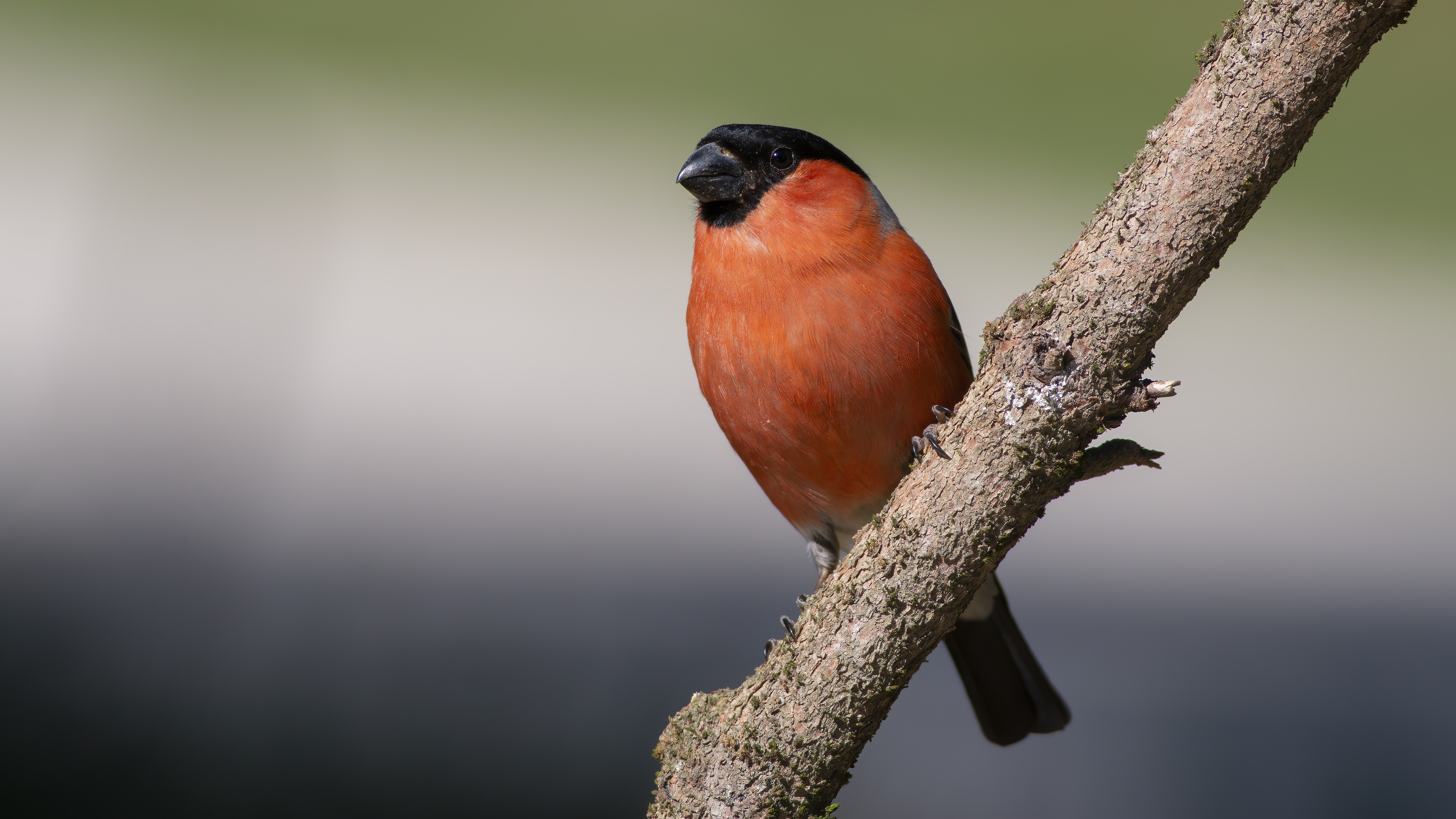 Eurasian Bullfinch