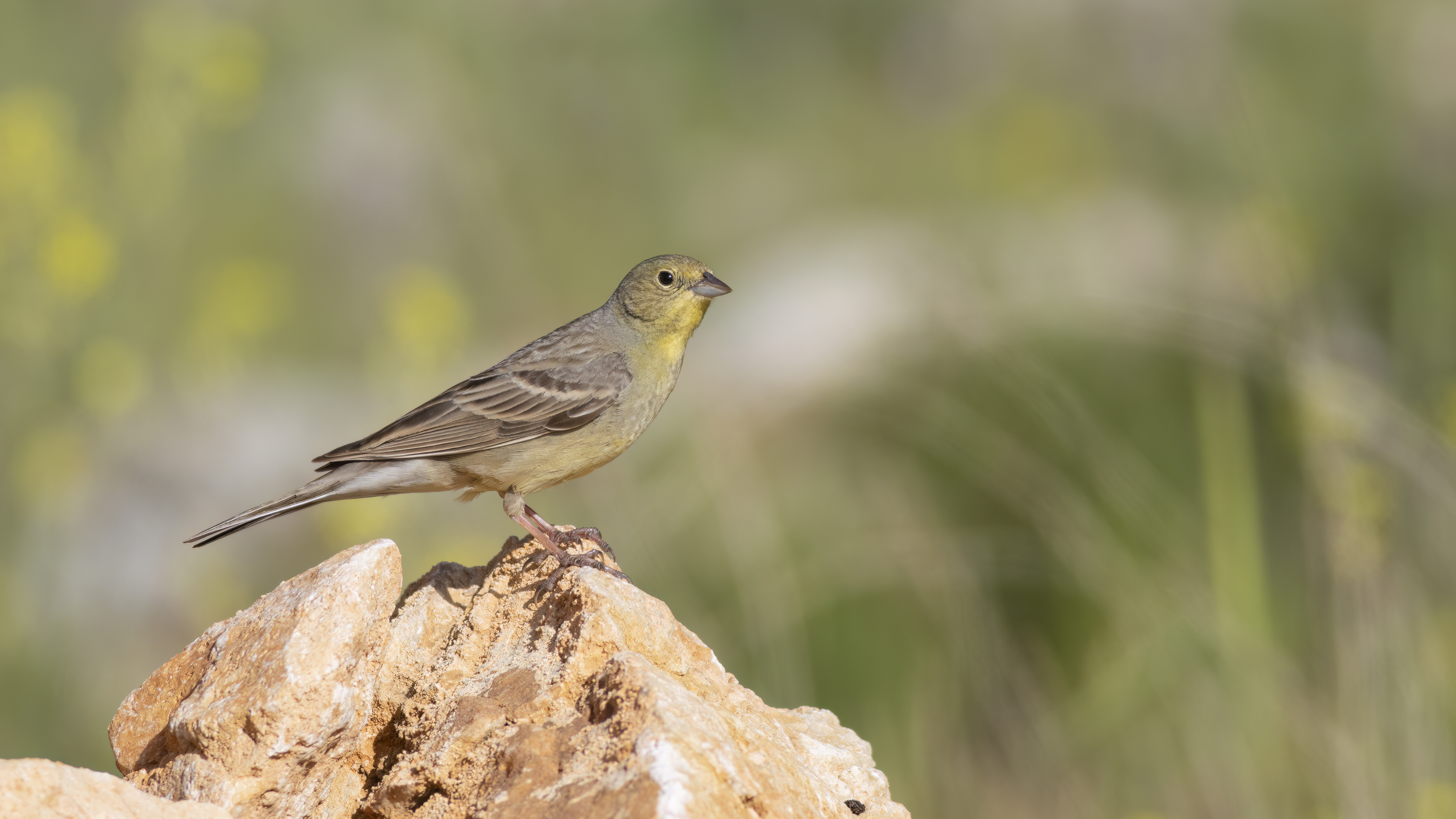 Cinereous Bunting