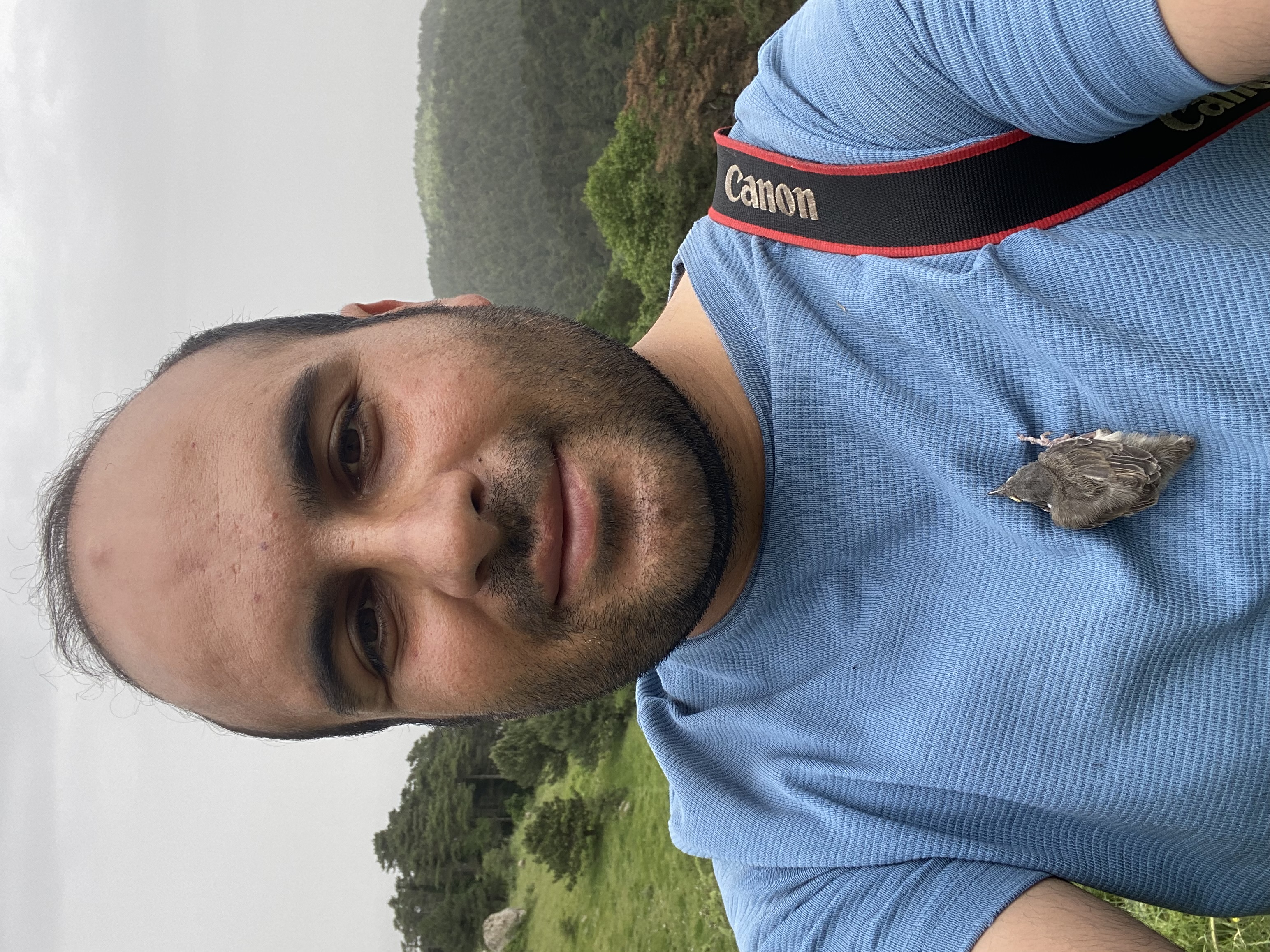 Lesser Whitethroat