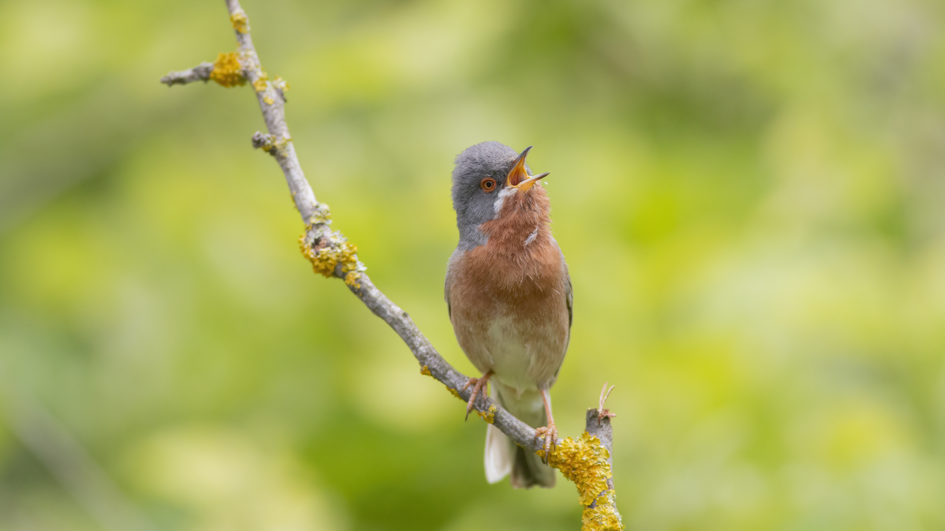 Subalpine Warbler