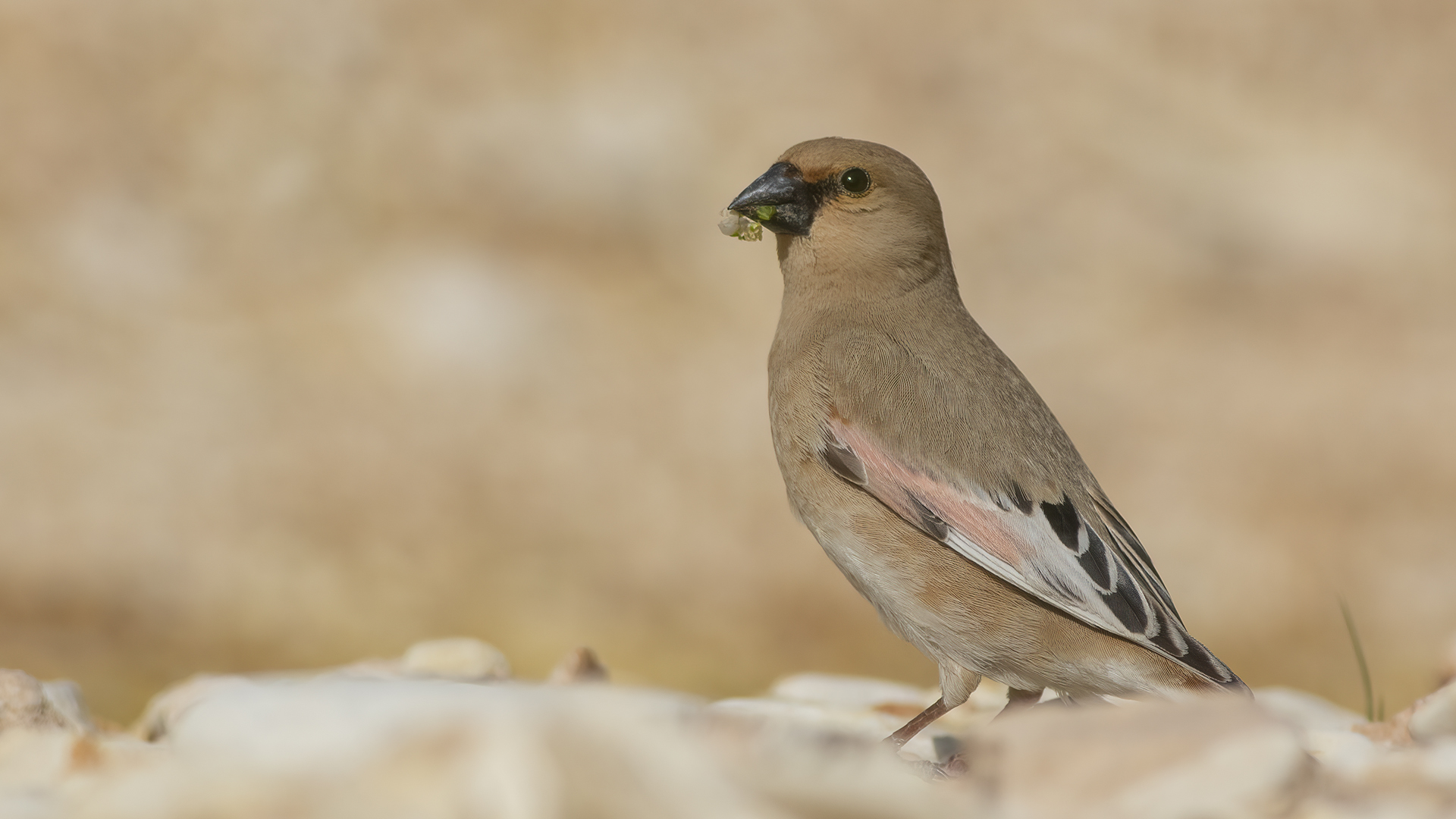 Desert Finch