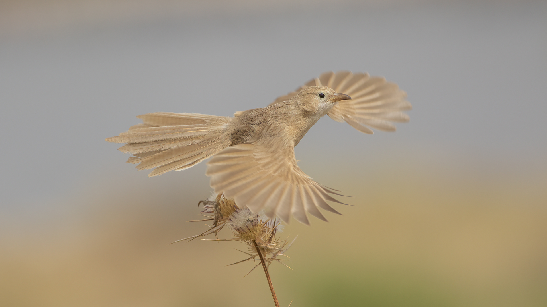 Iraq Babbler