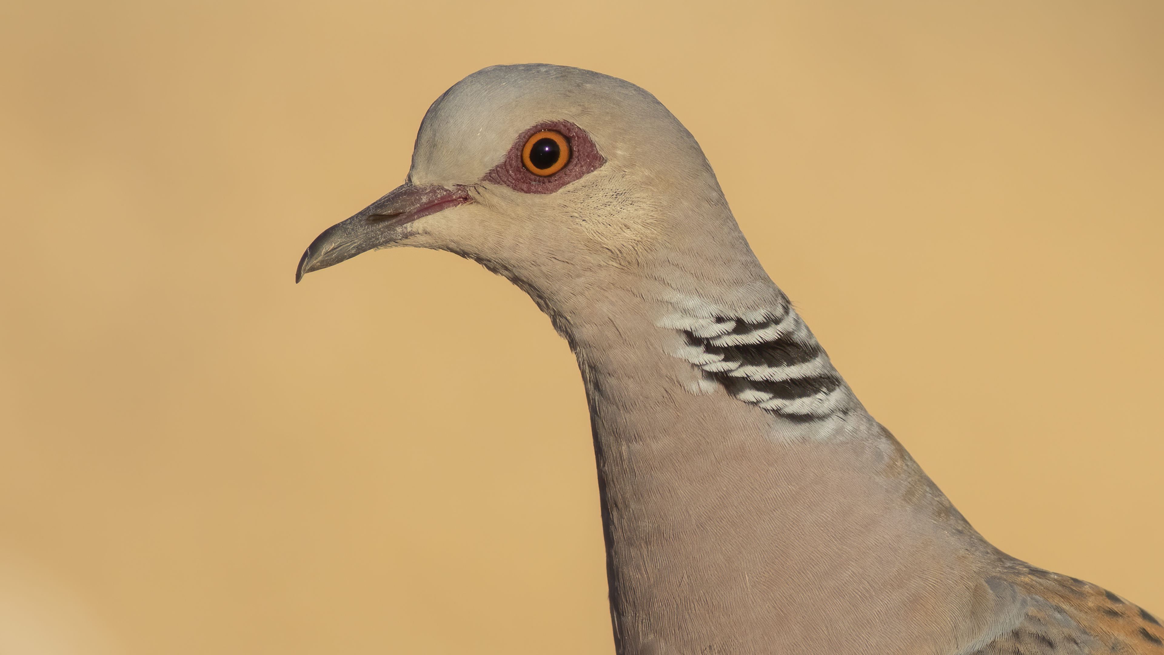 European Turtle-Dove