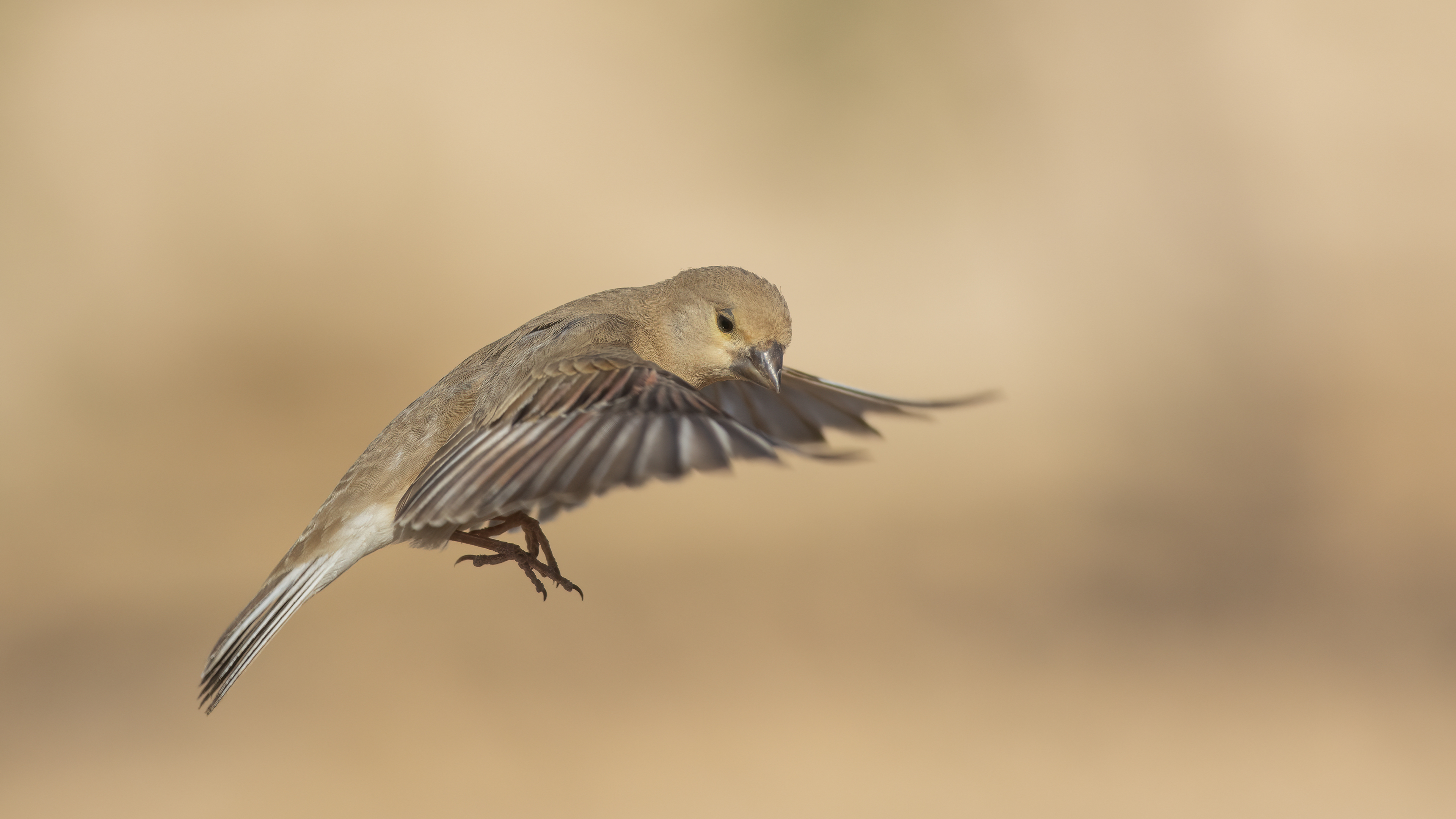 Desert Finch