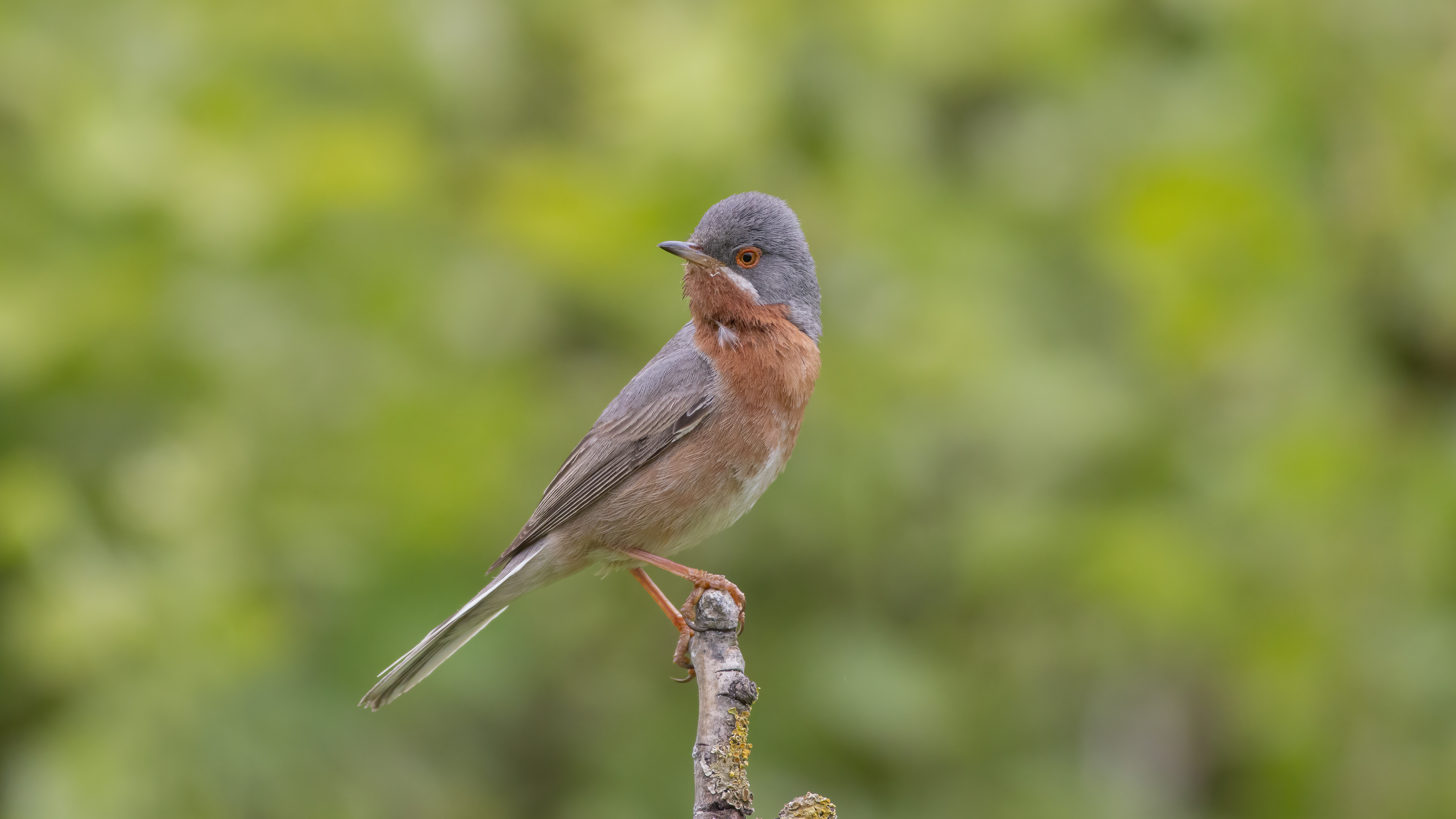 Subalpine Warbler — Ana fotoğraf