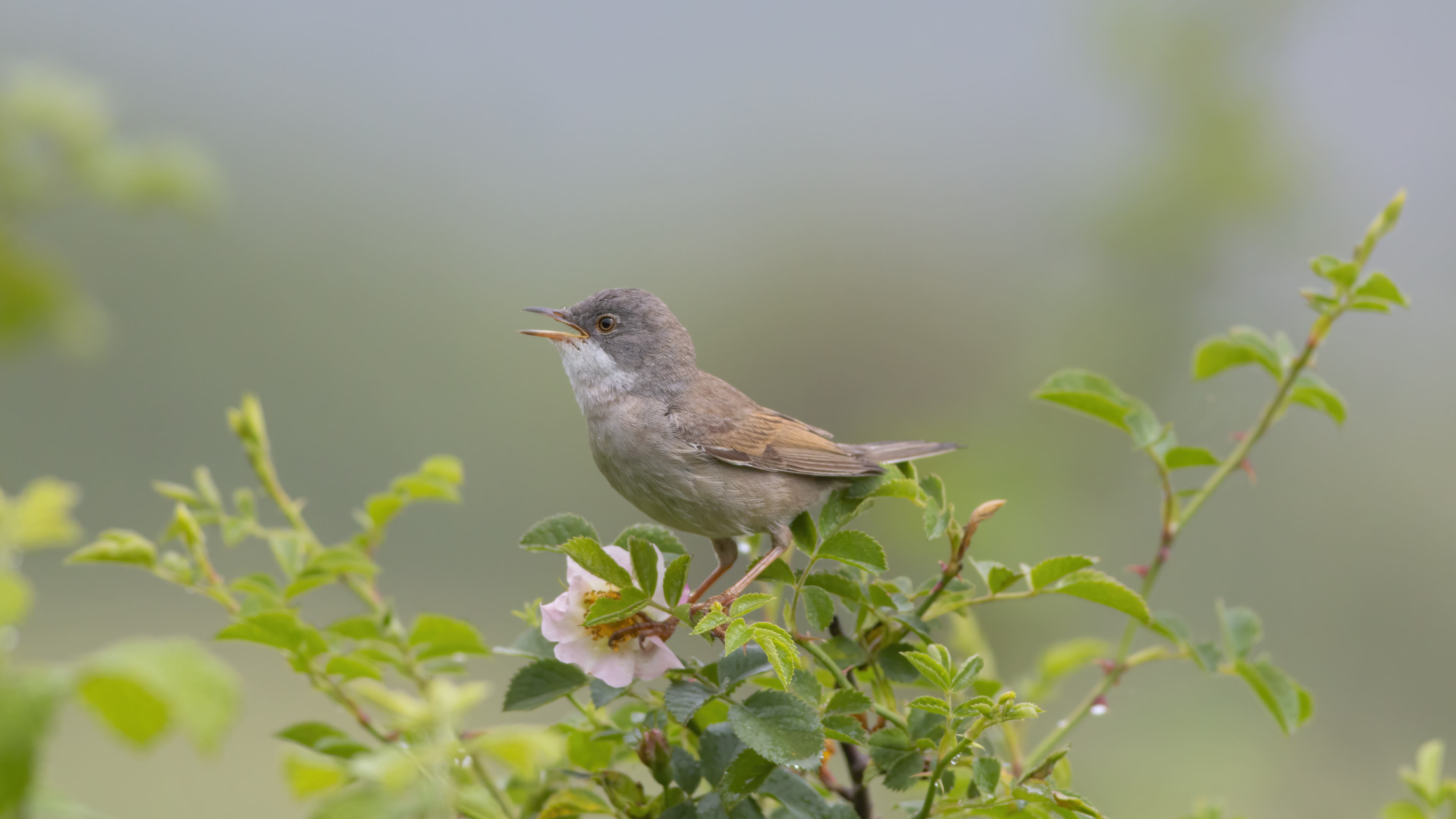 Greater Whitethroat