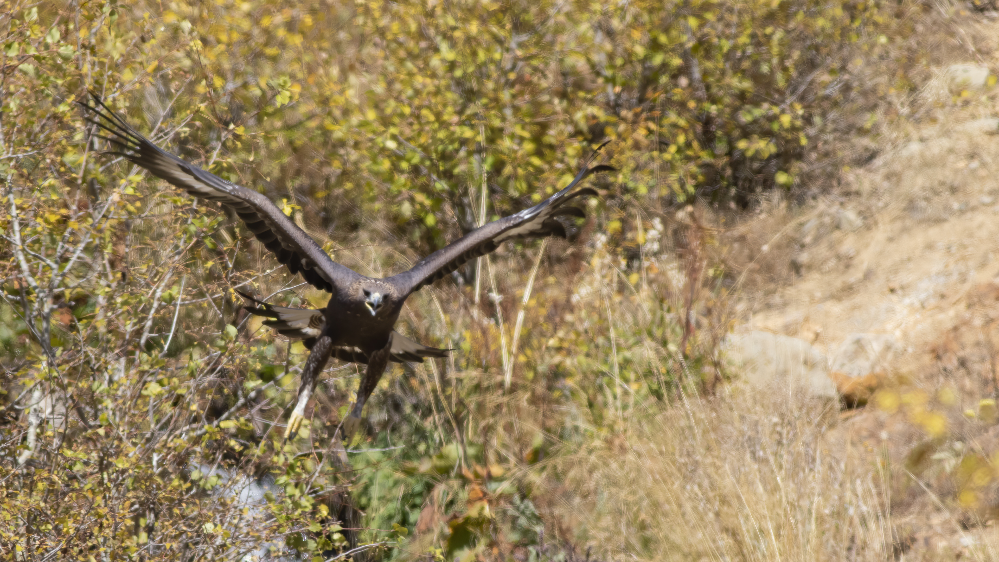 Golden Eagle — Ana fotoğraf