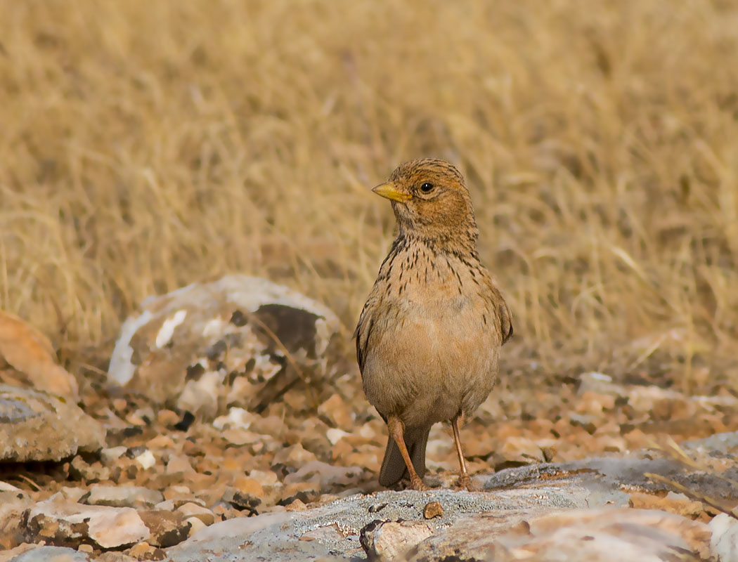 Lesser Short-toed Lark