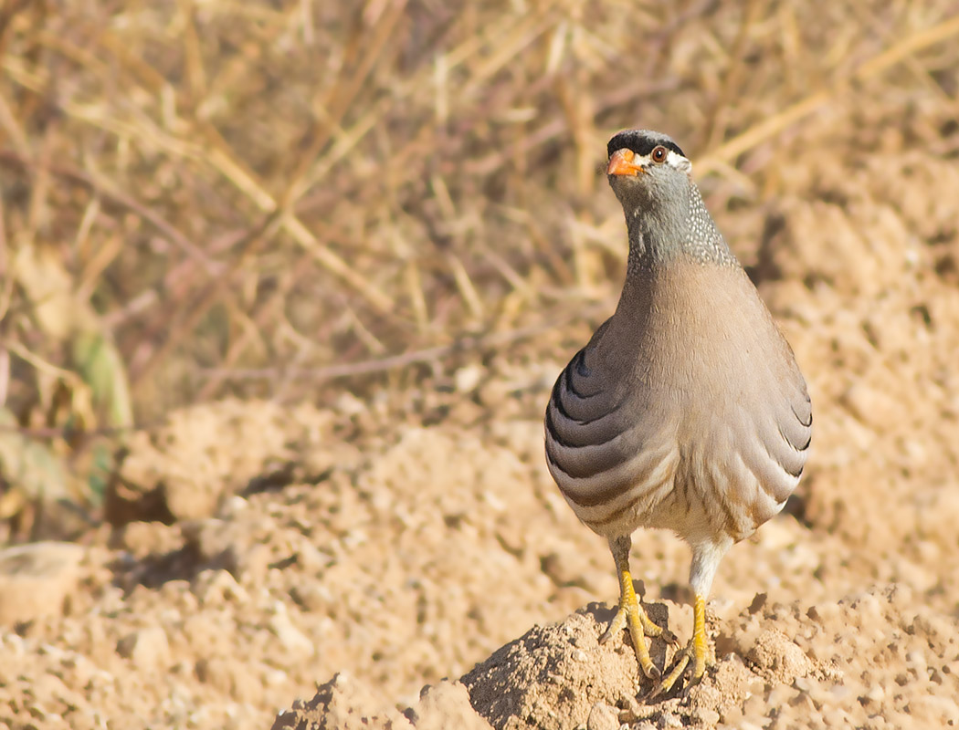 See-see Partridge