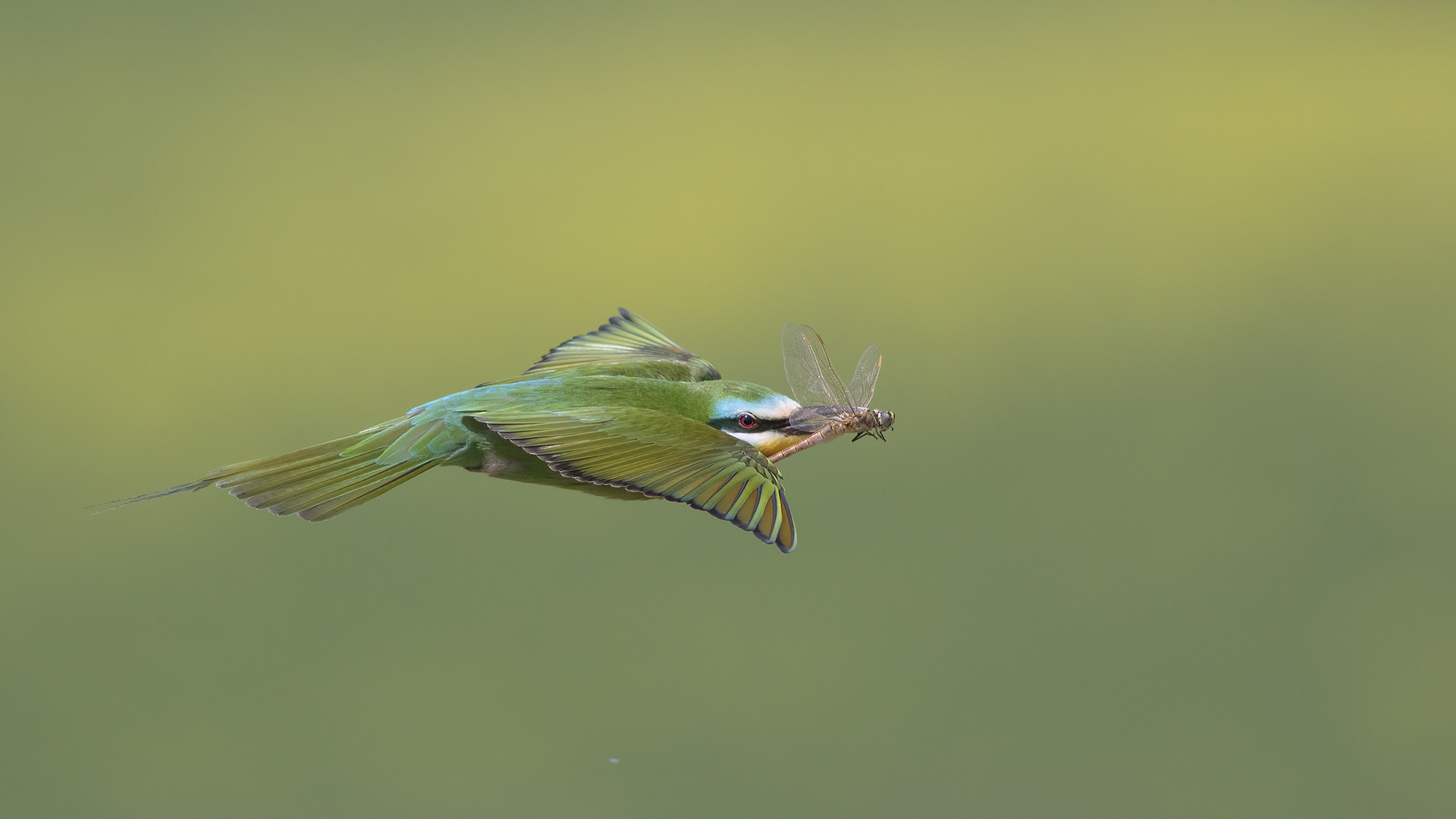 Blue-cheeked Bee-eater