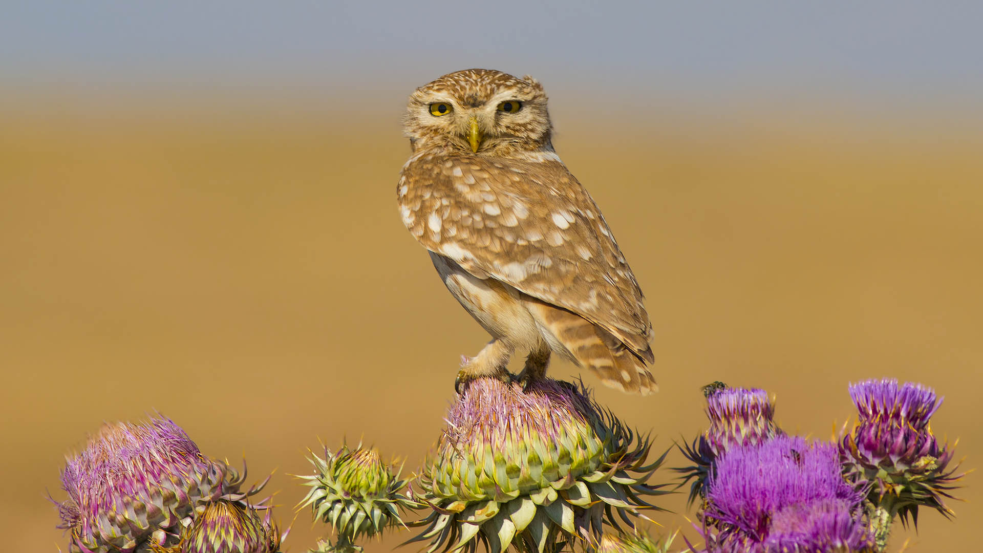 Little Owl