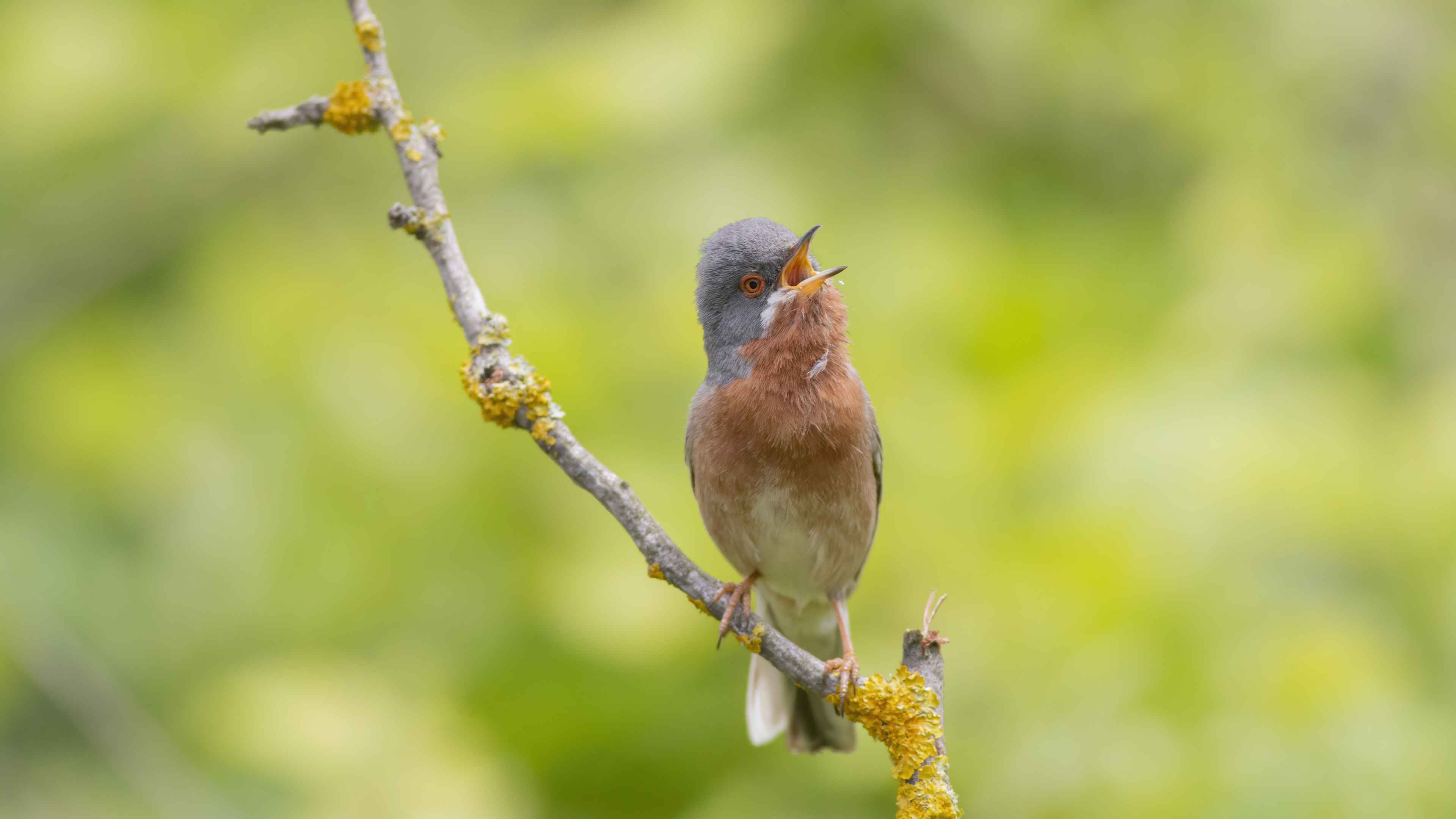 Subalpine Warbler