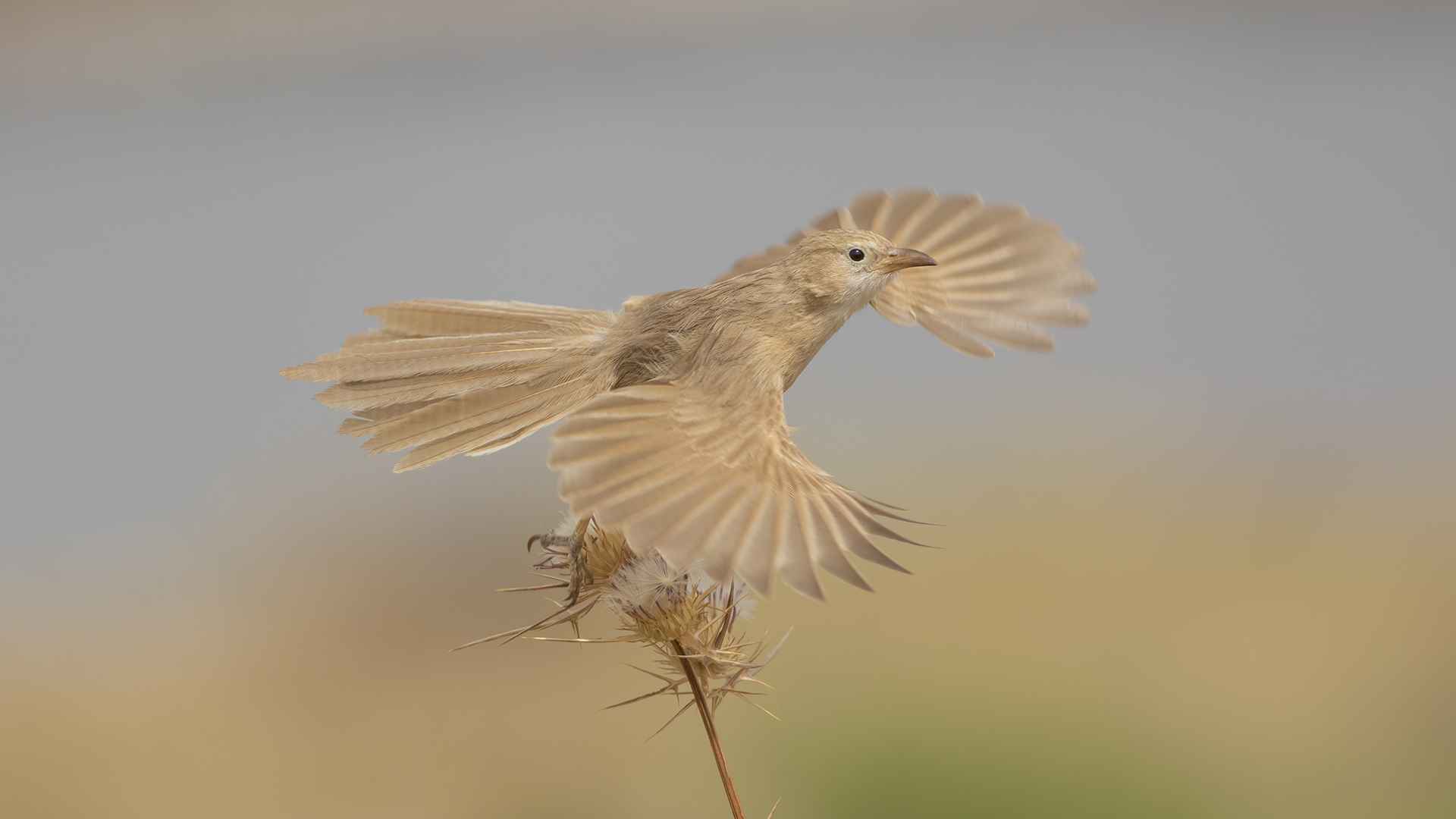Iraq Babbler