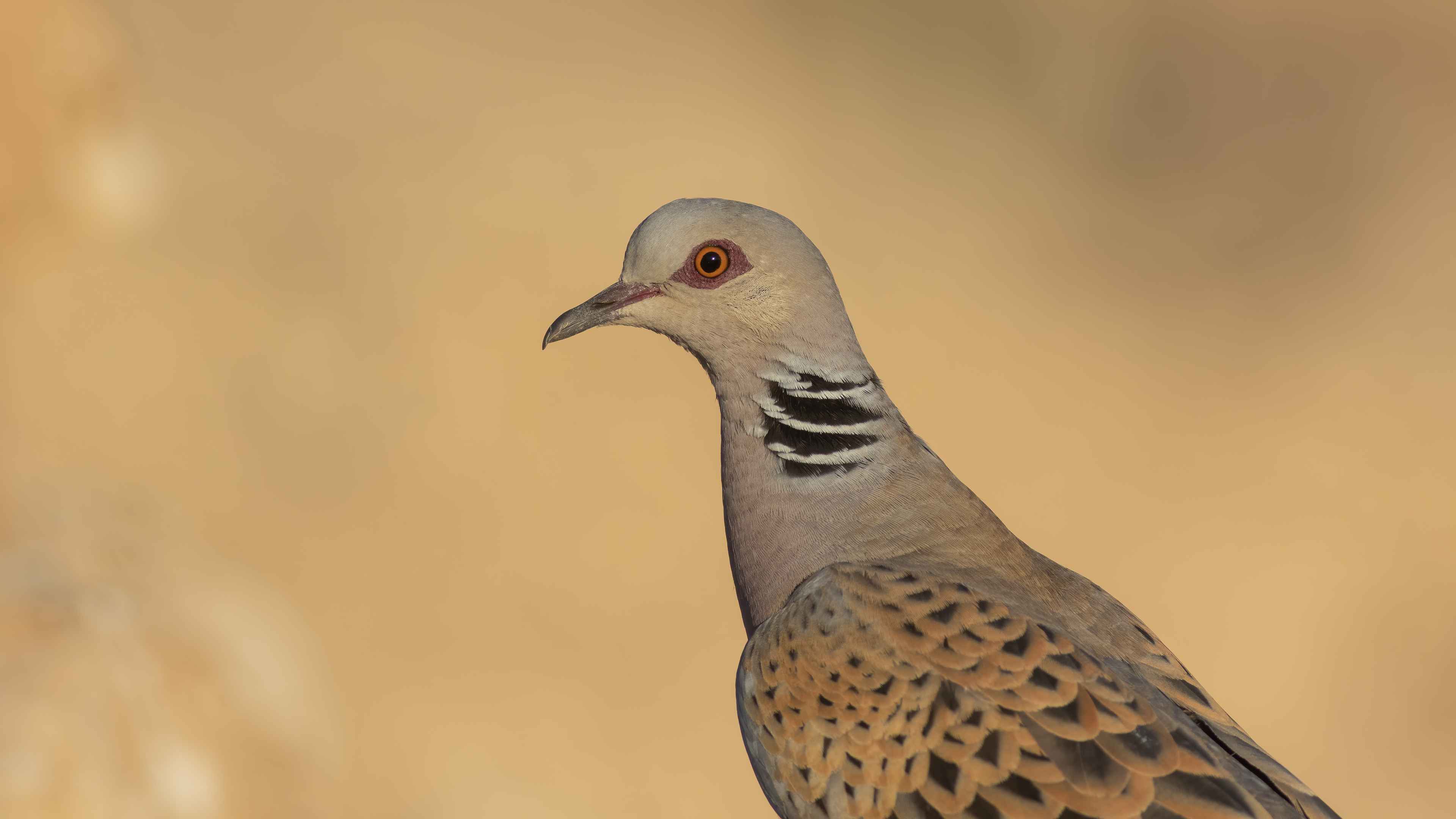 European Turtle-Dove