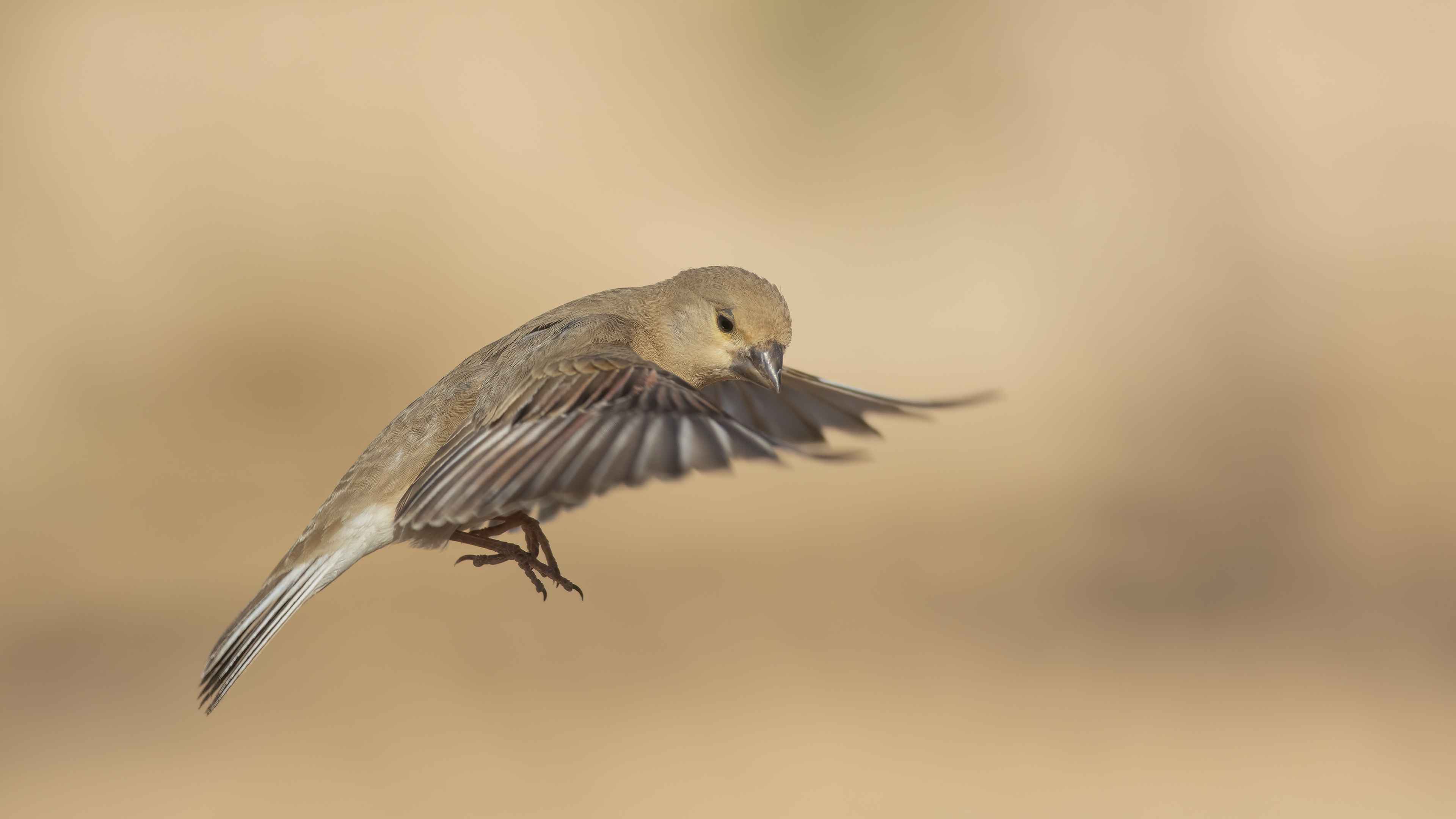 Desert Finch