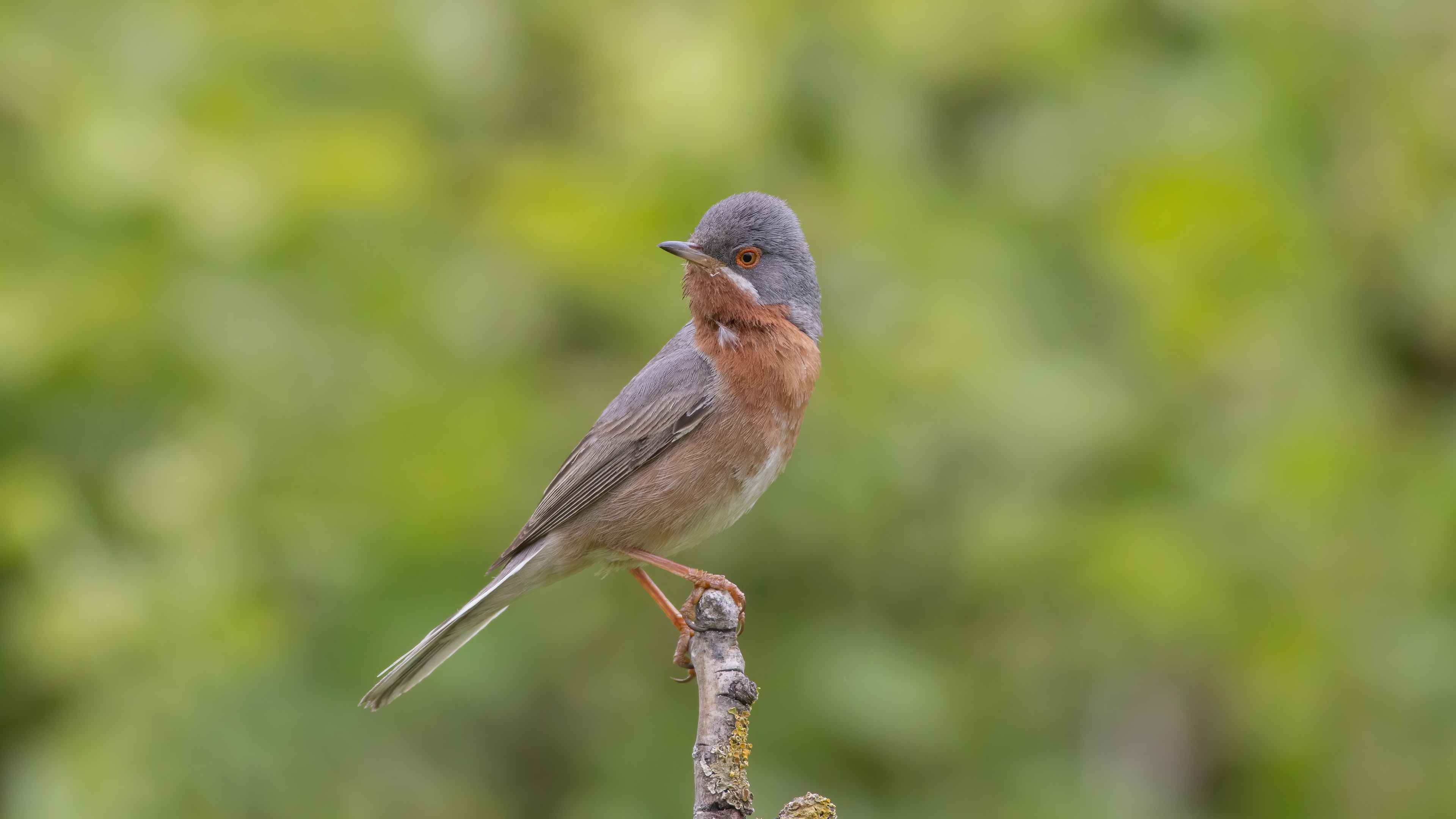 Subalpine Warbler
