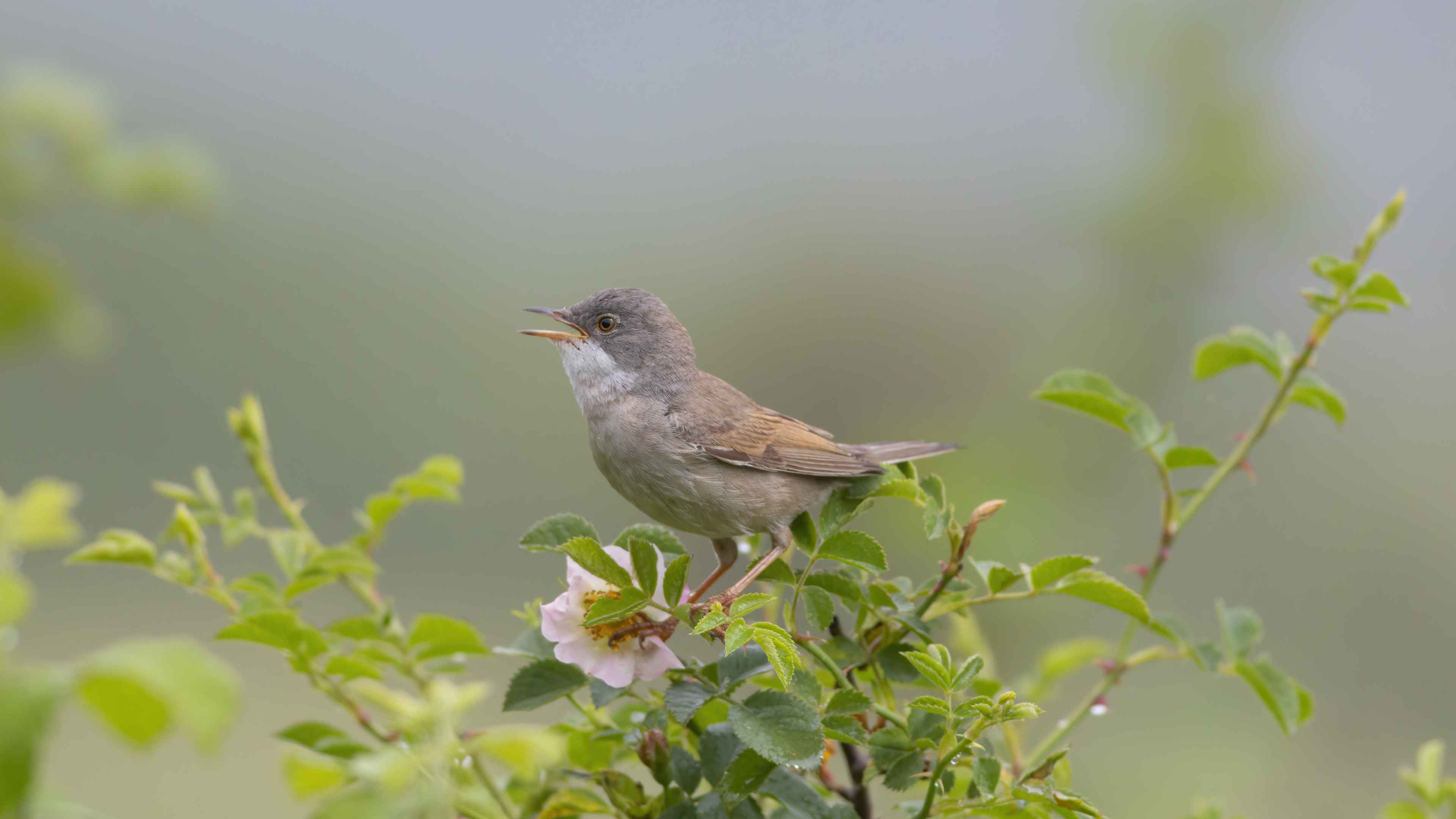 Greater Whitethroat