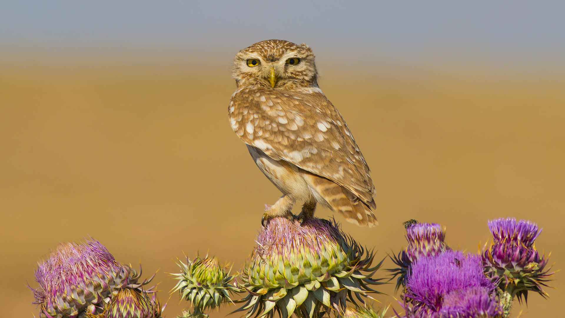 Little Owl