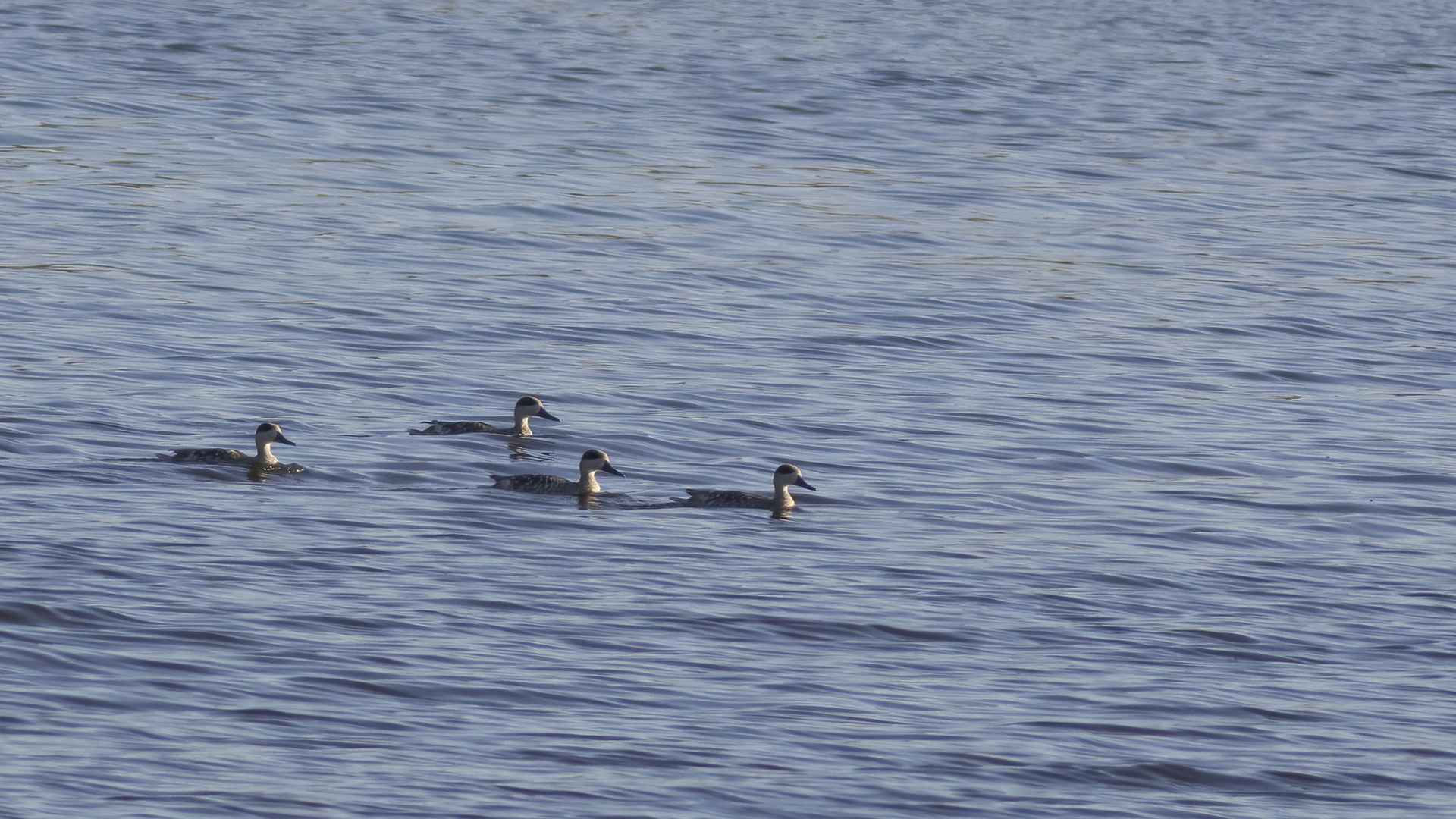Marbled Teal