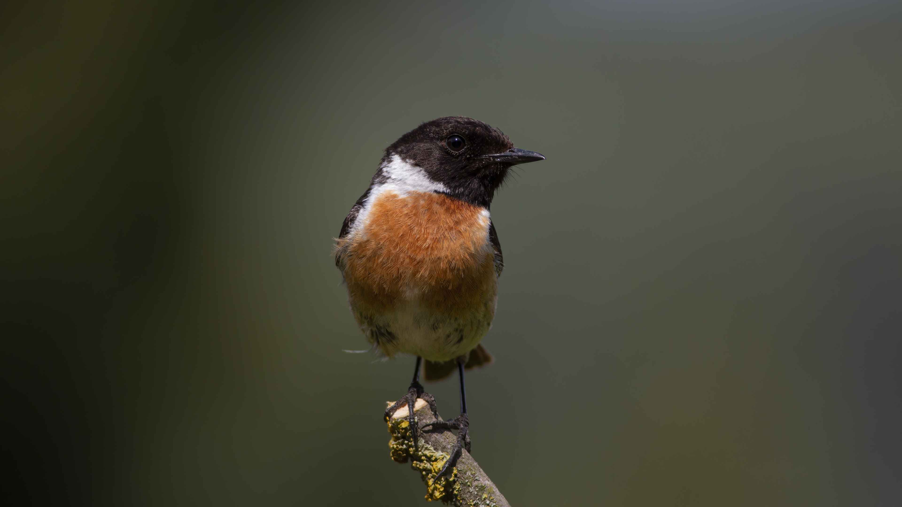 European Stonechat