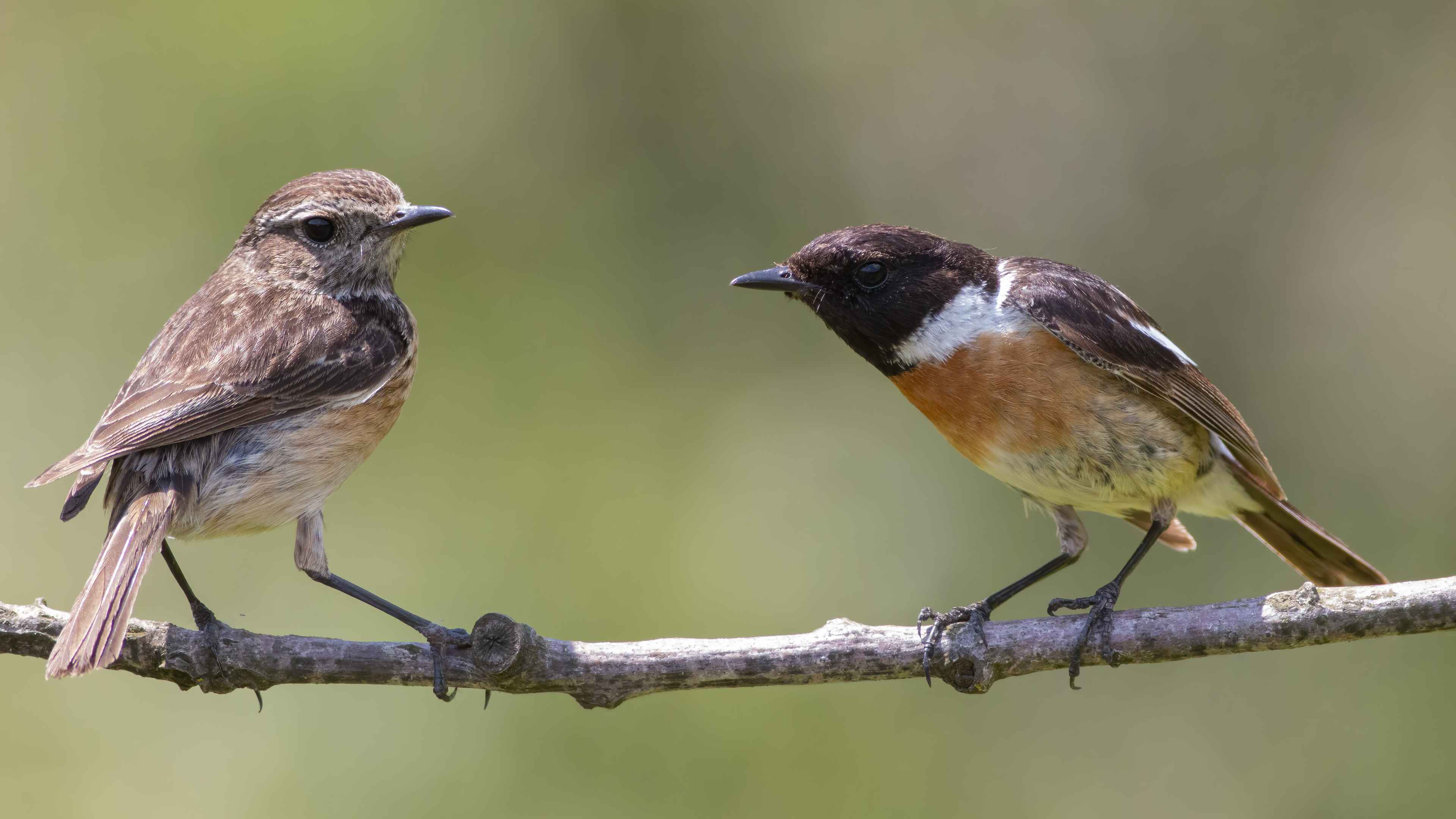 European Stonechat