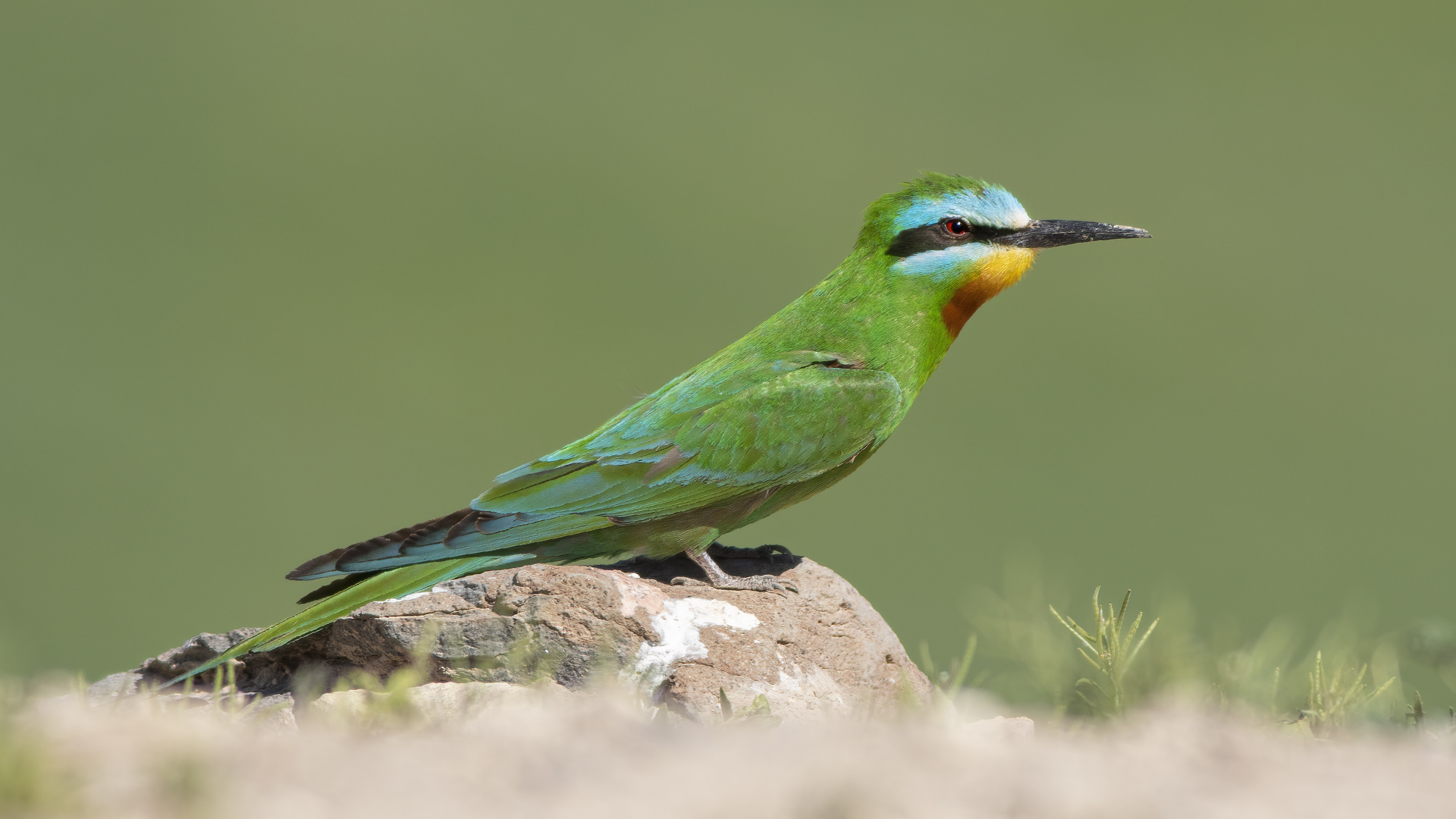Blue-cheeked Bee-eater