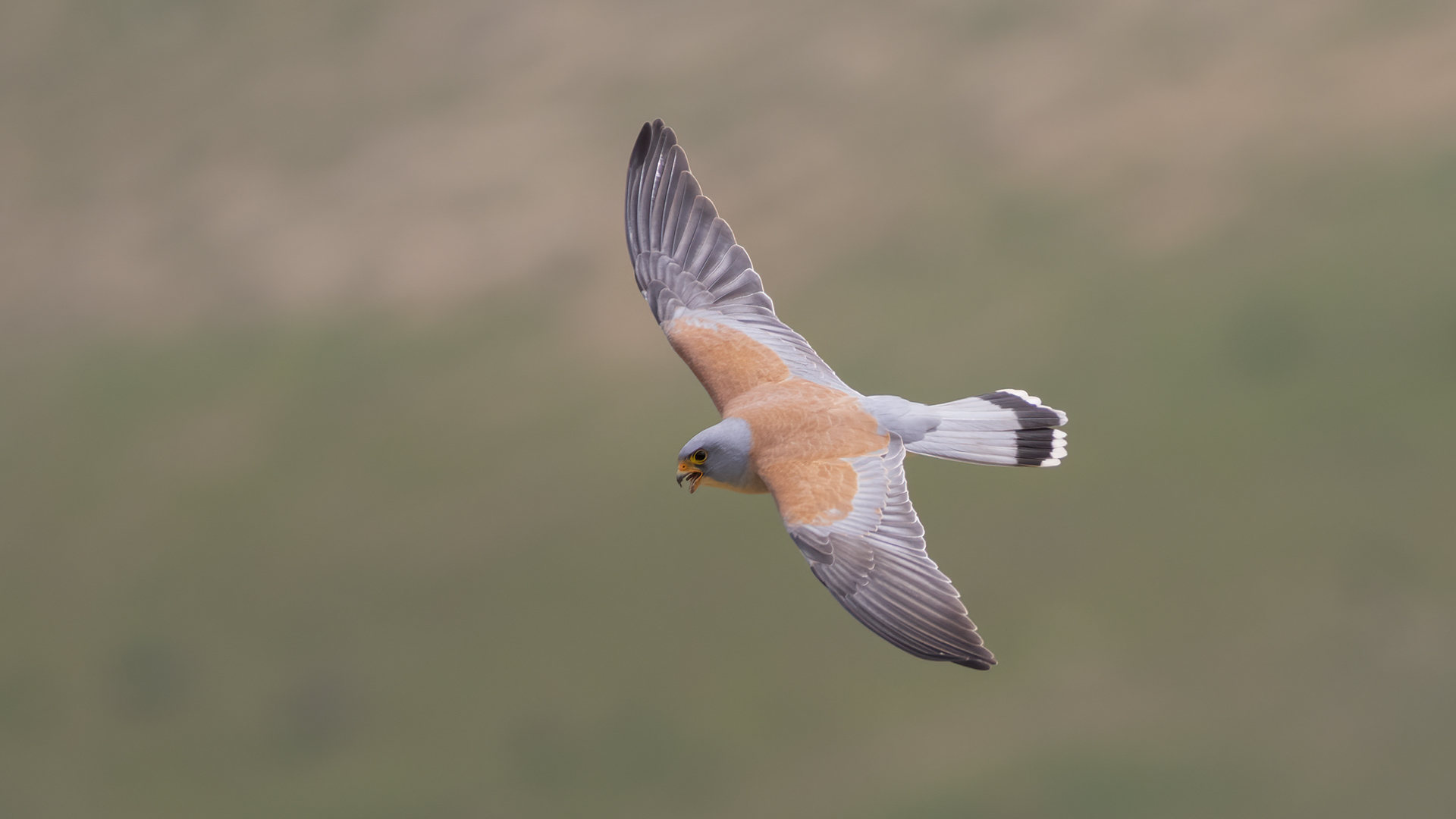 Lesser Kestrel