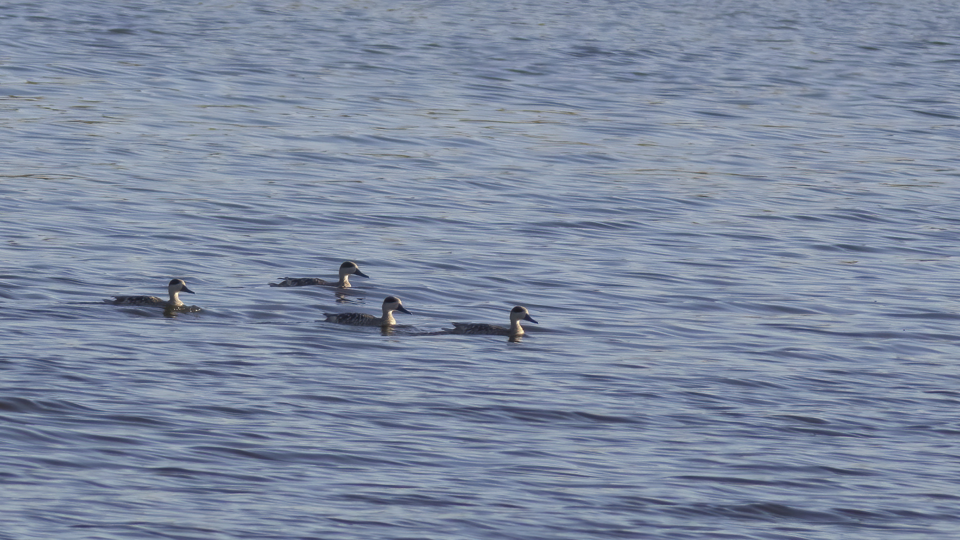 Marbled Teal
