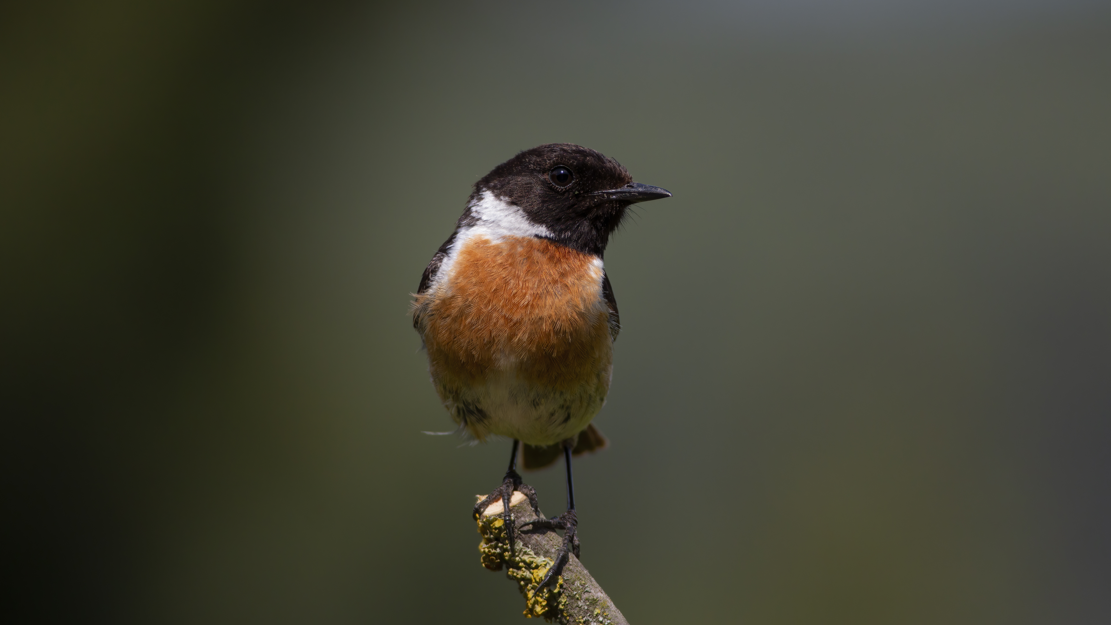 European Stonechat