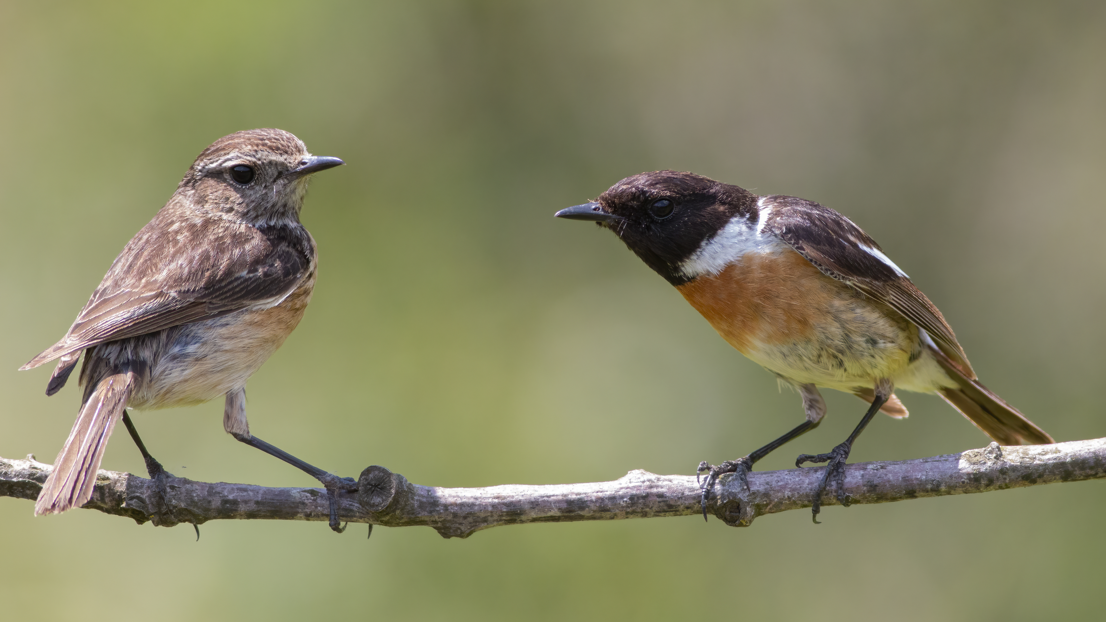 European Stonechat — Ana fotoğraf