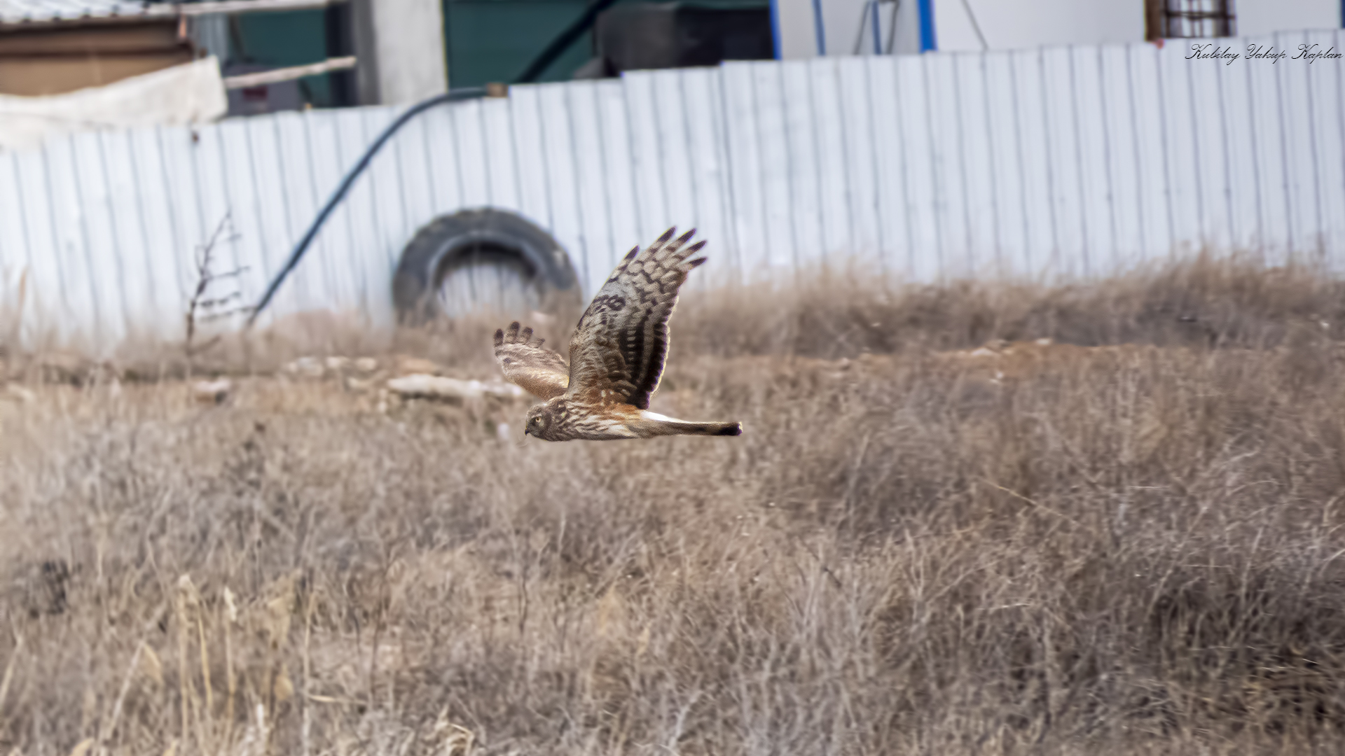 Hen Harrier