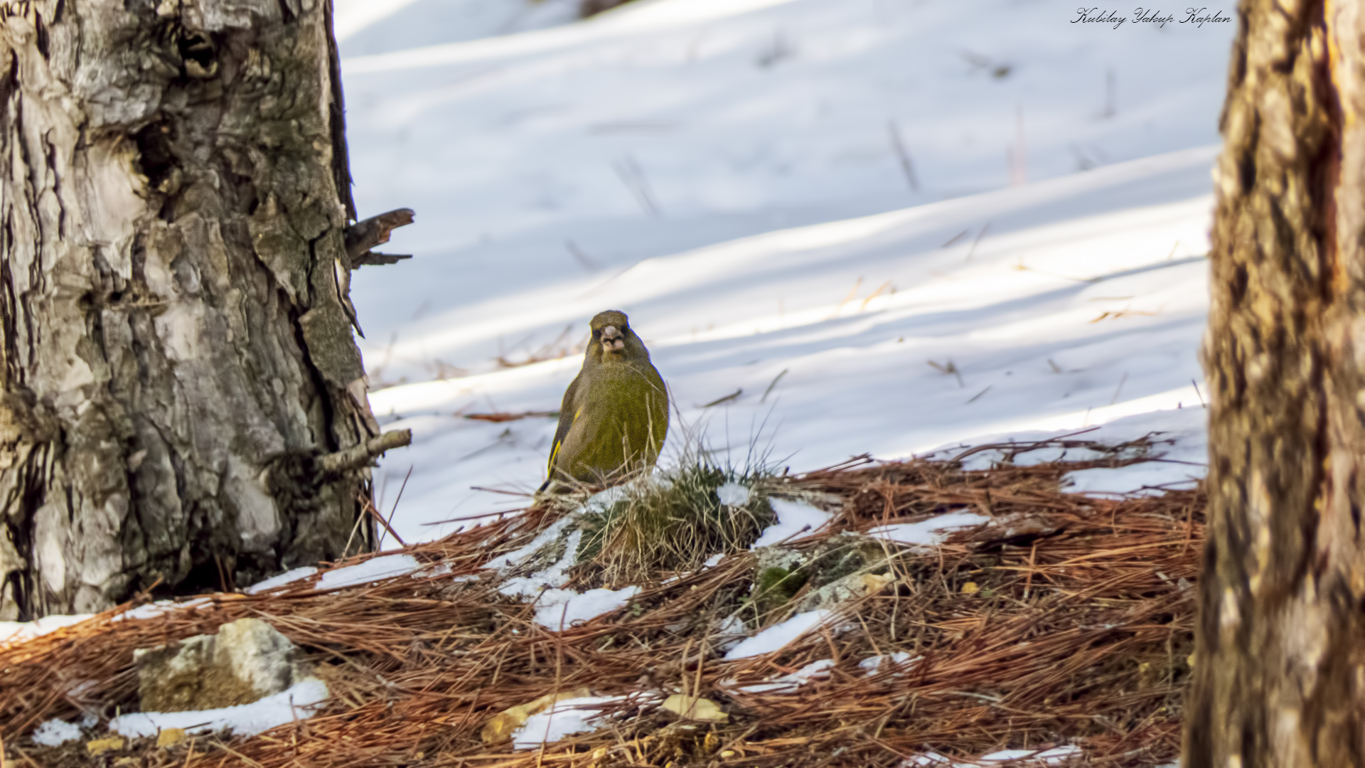 European Greenfinch