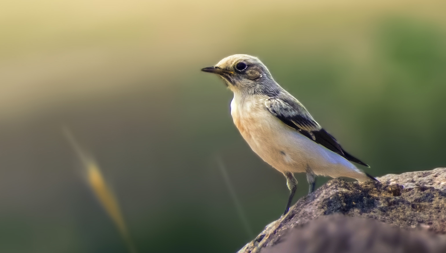 Northern Wheatear