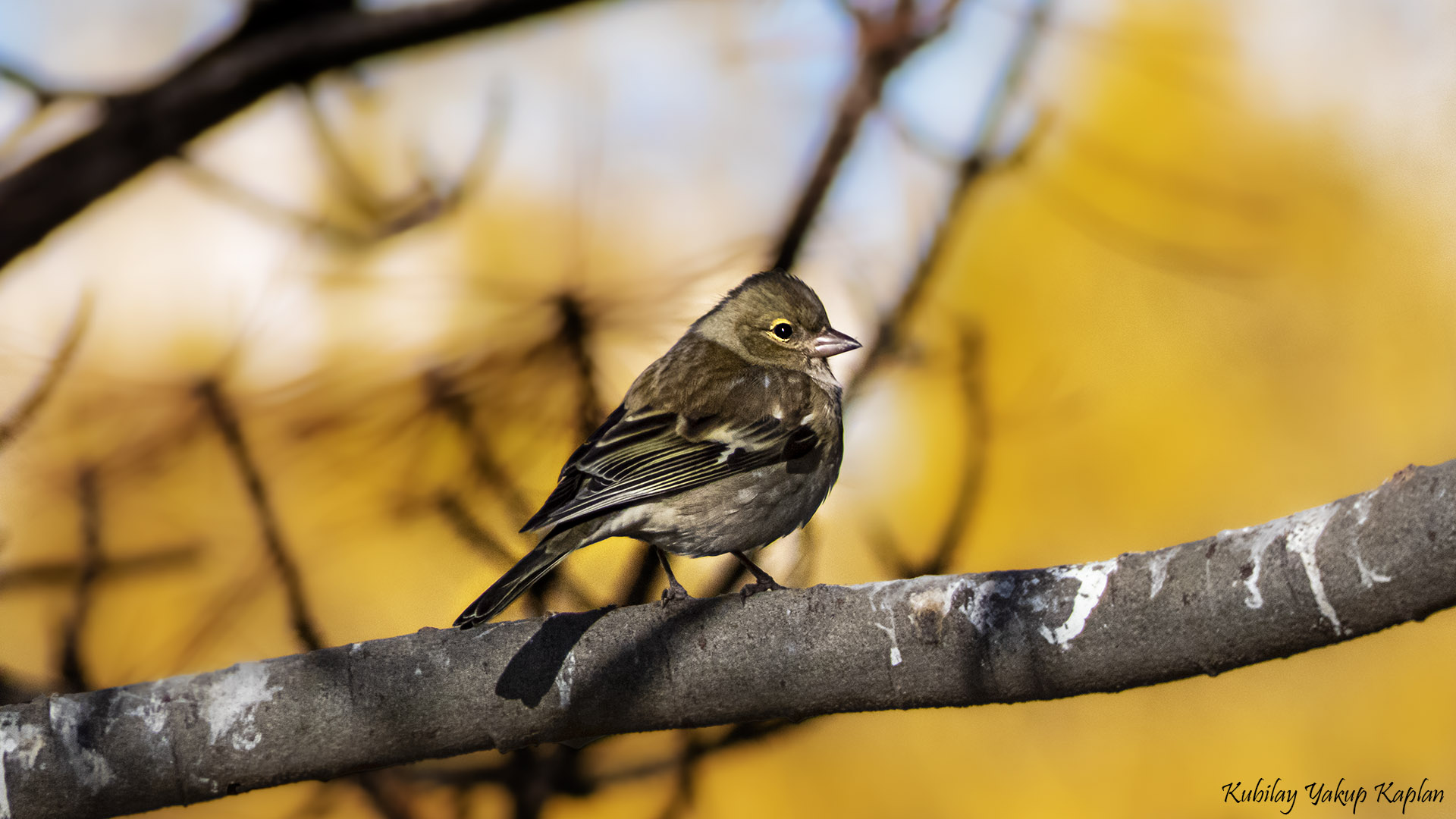 Common Chaffinch