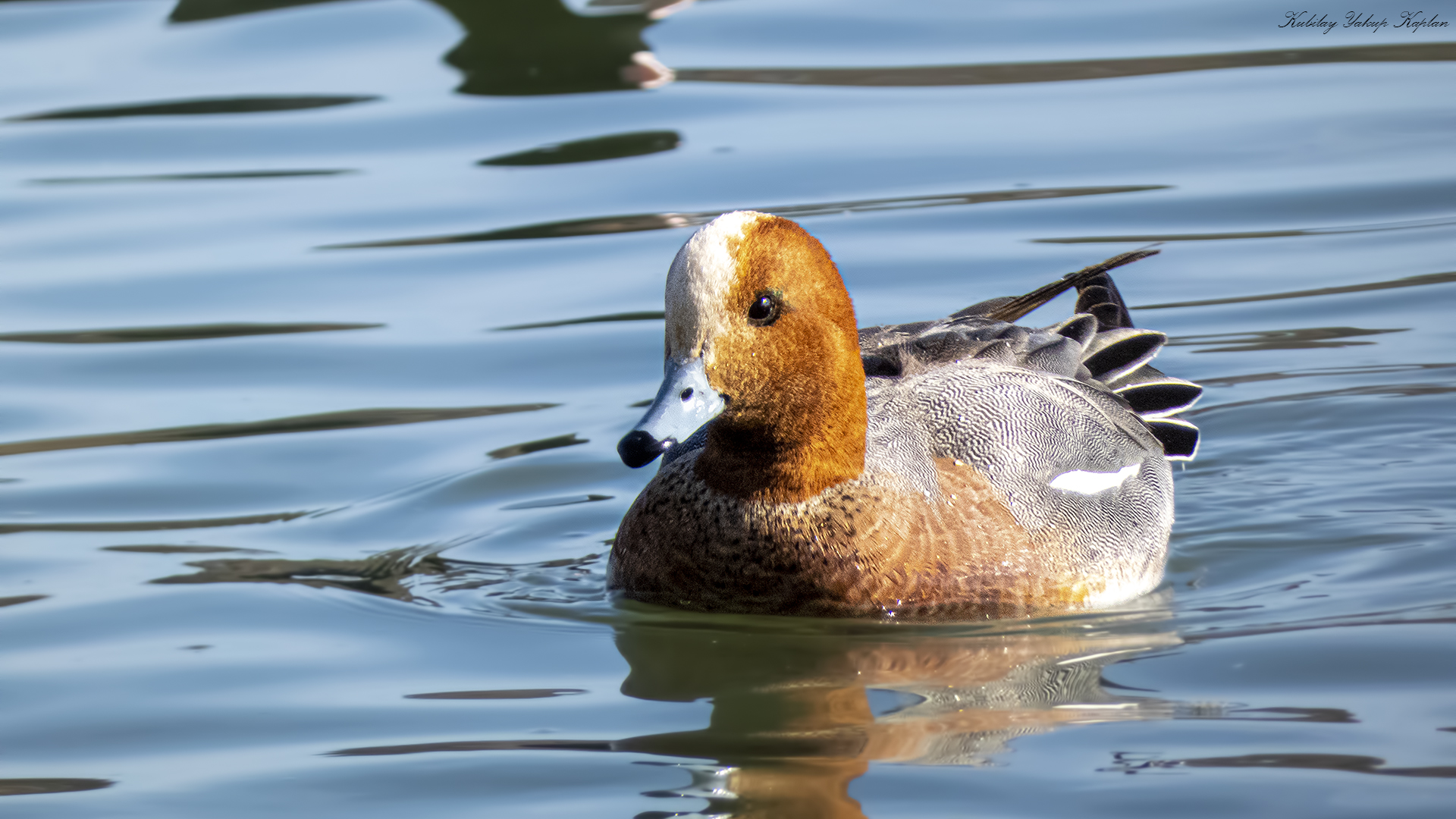 Eurasian Wigeon