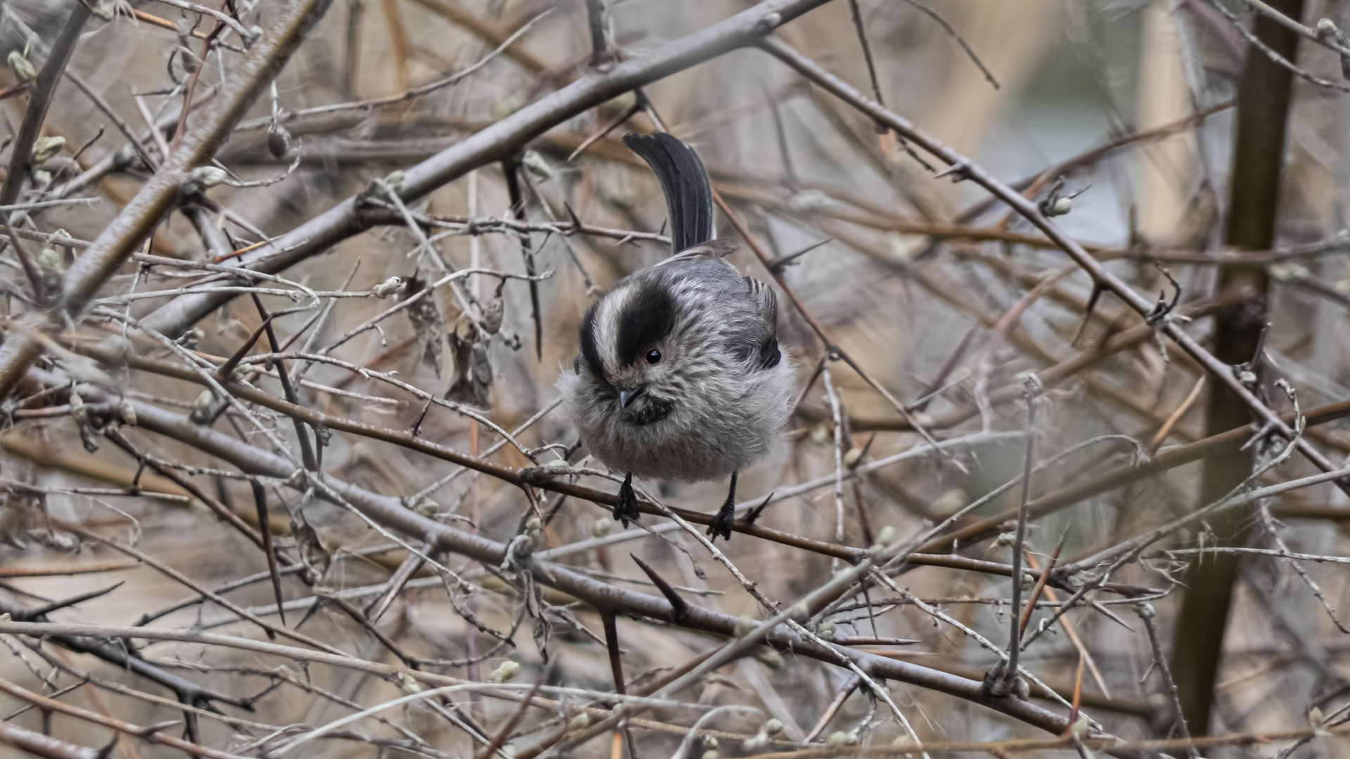 Long-tailed Tit