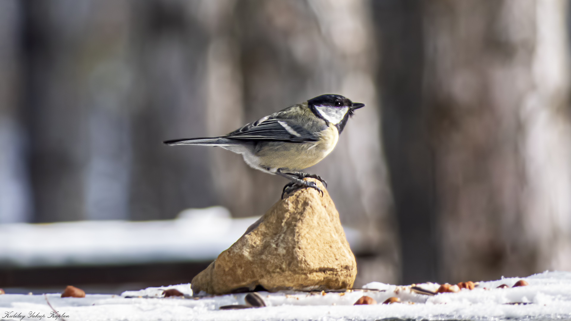 Great Tit