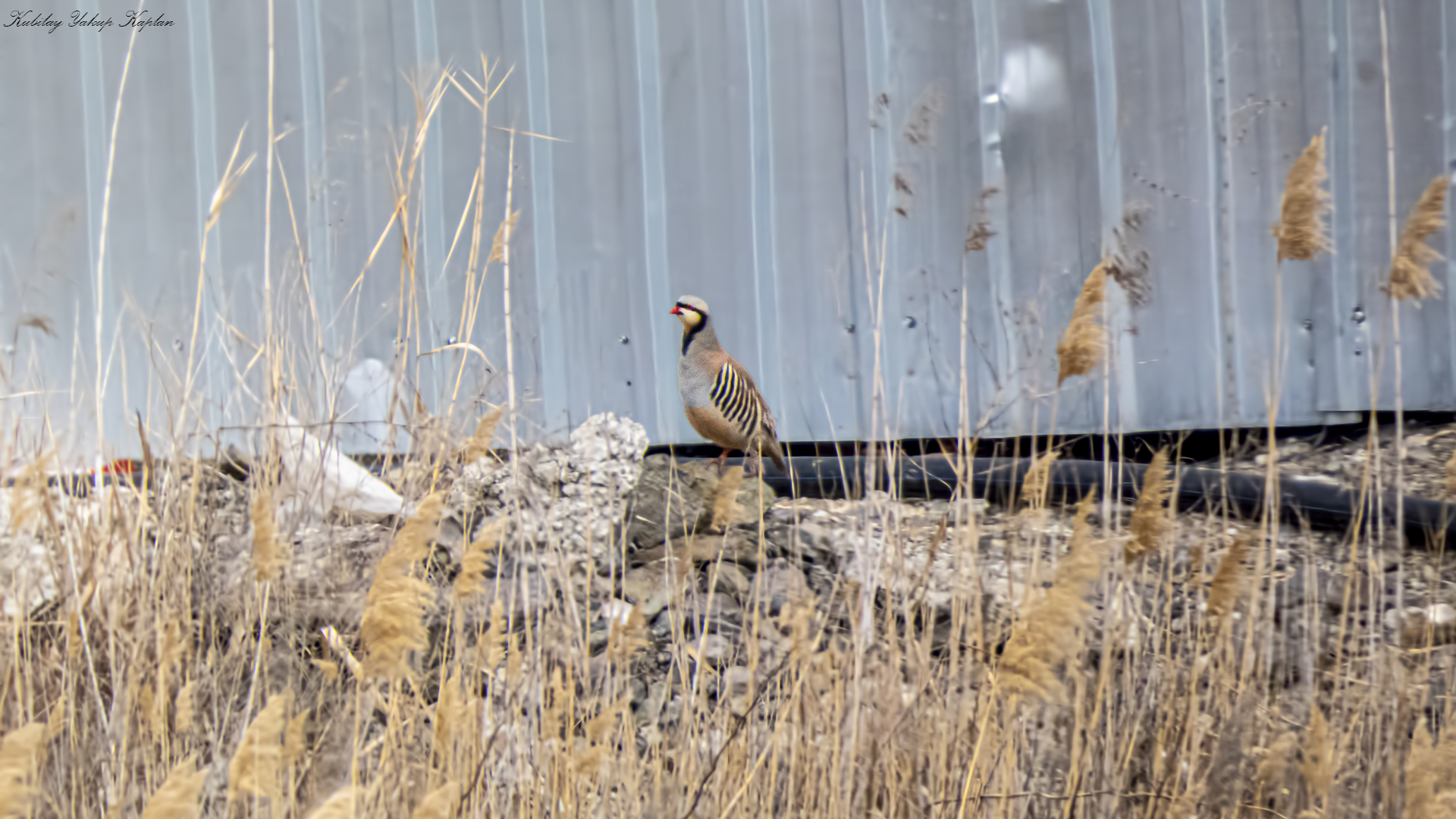Chukar