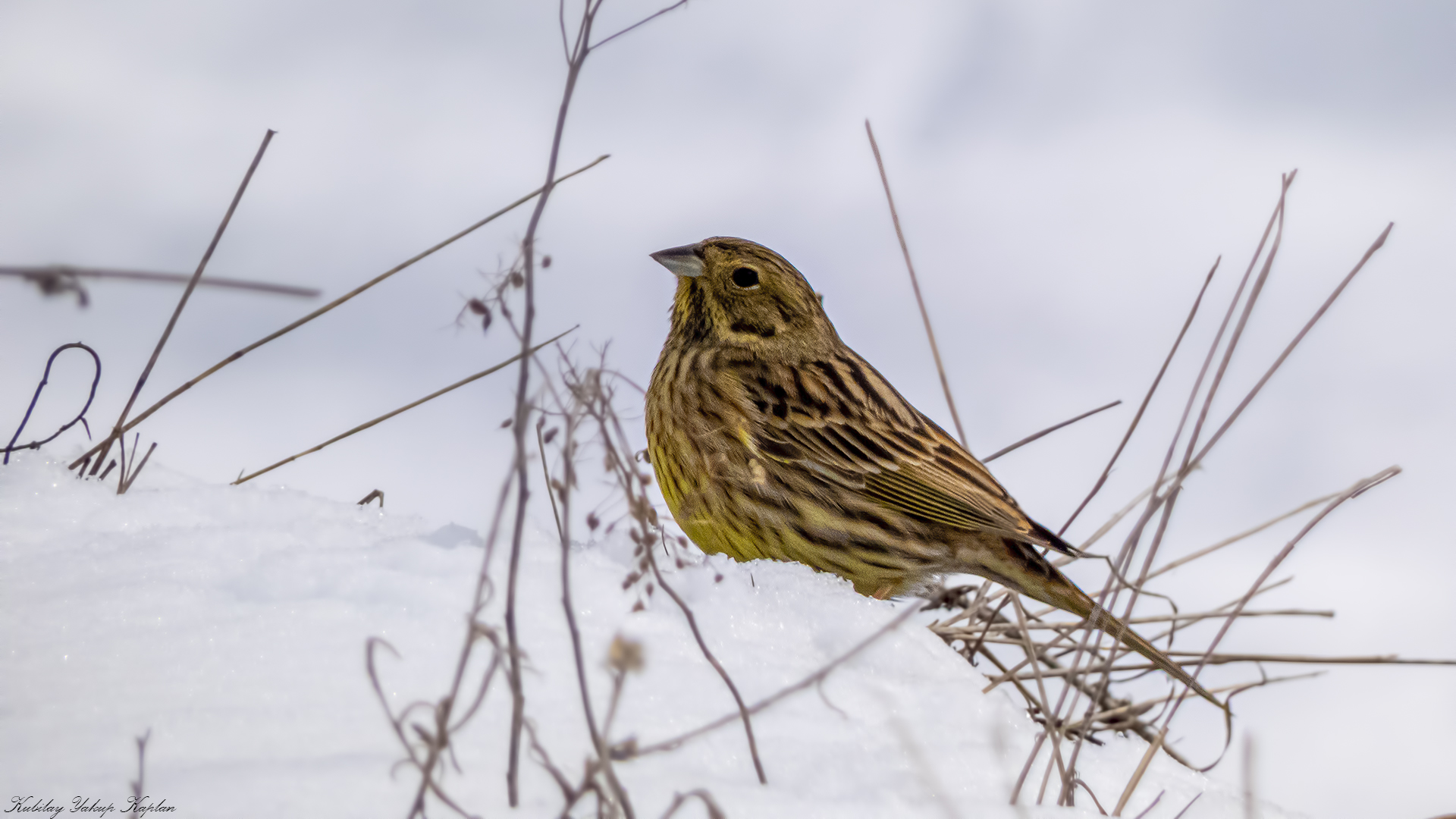 Yellowhammer