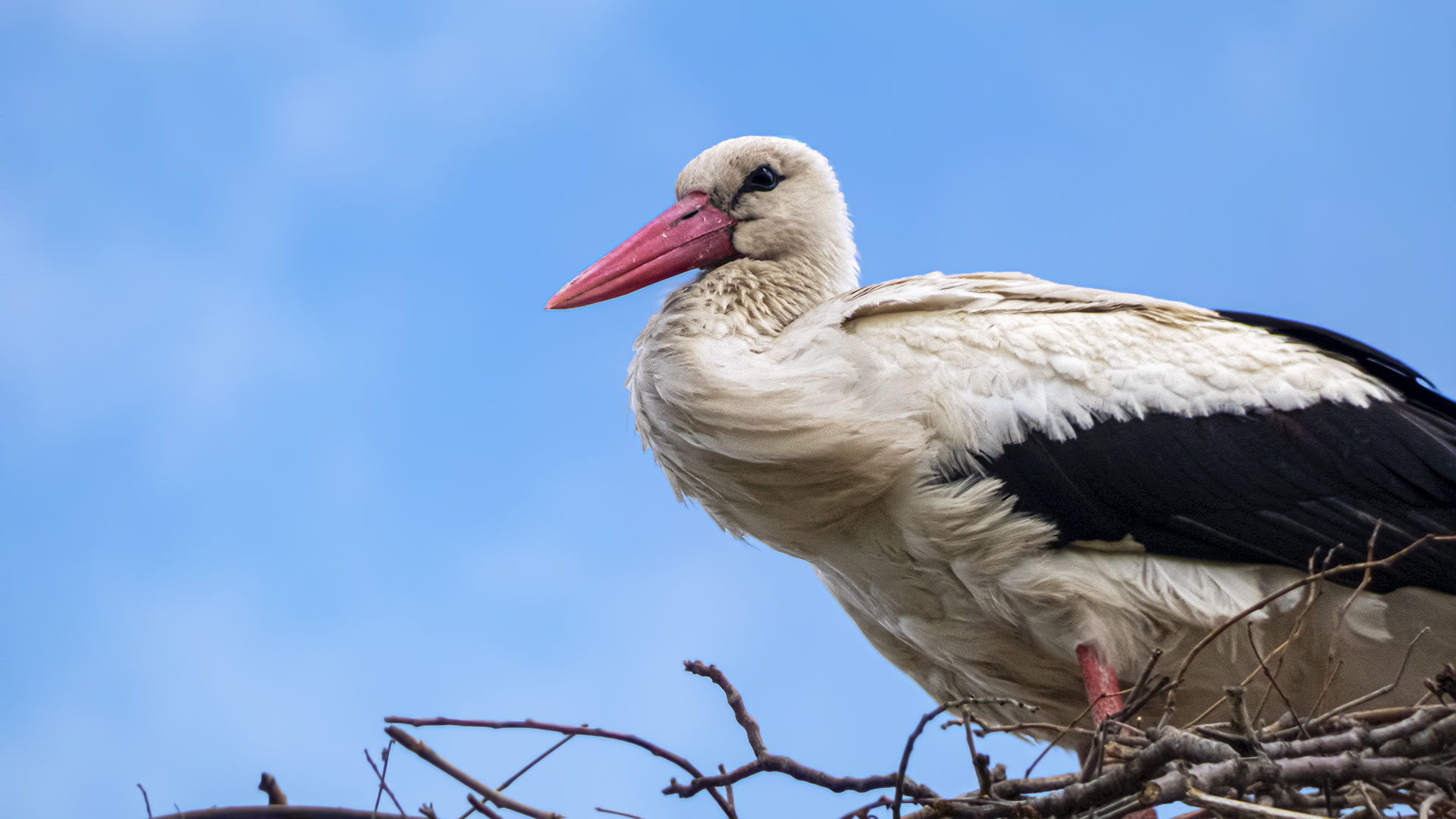 White Stork