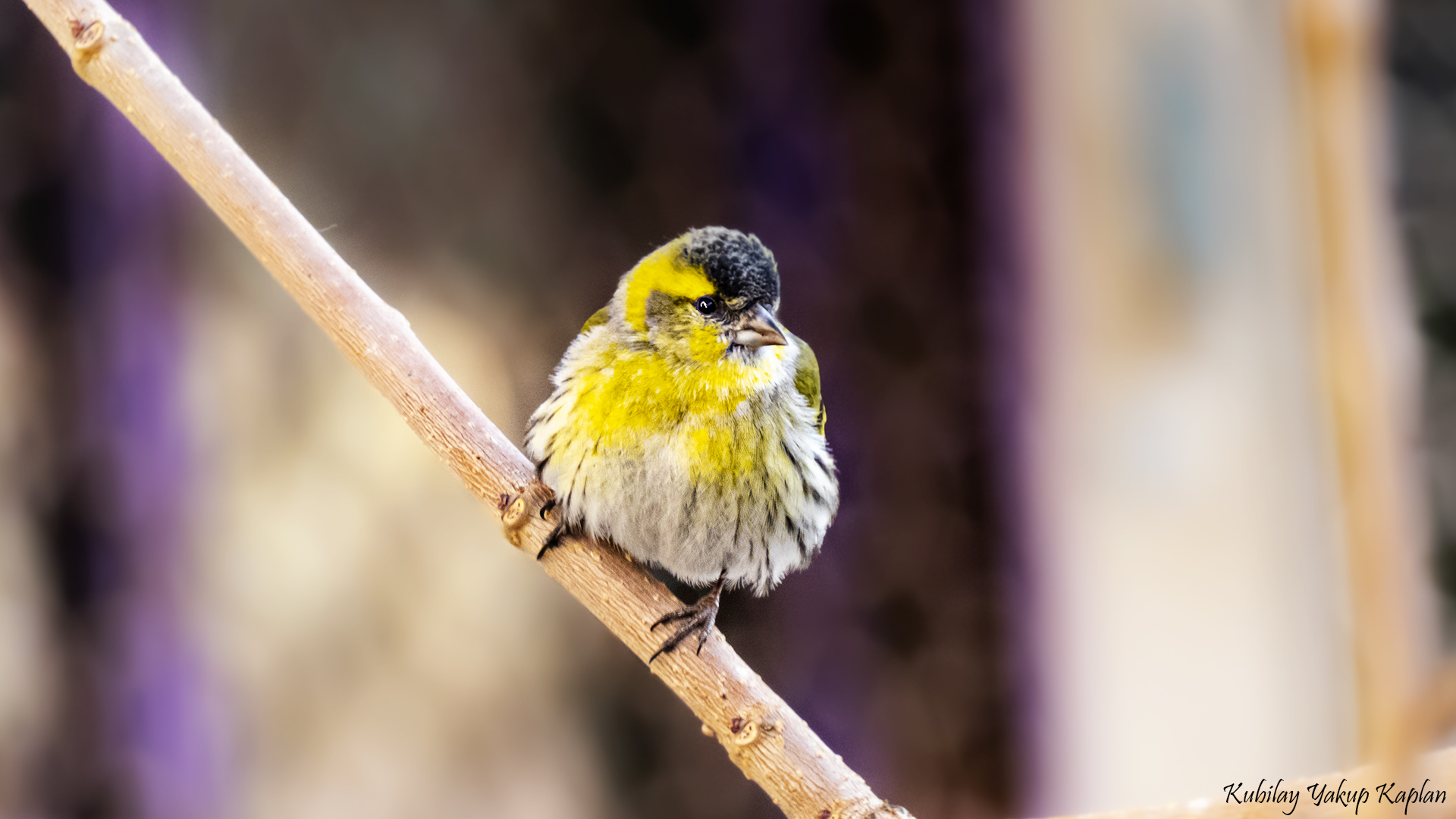 Eurasian Siskin