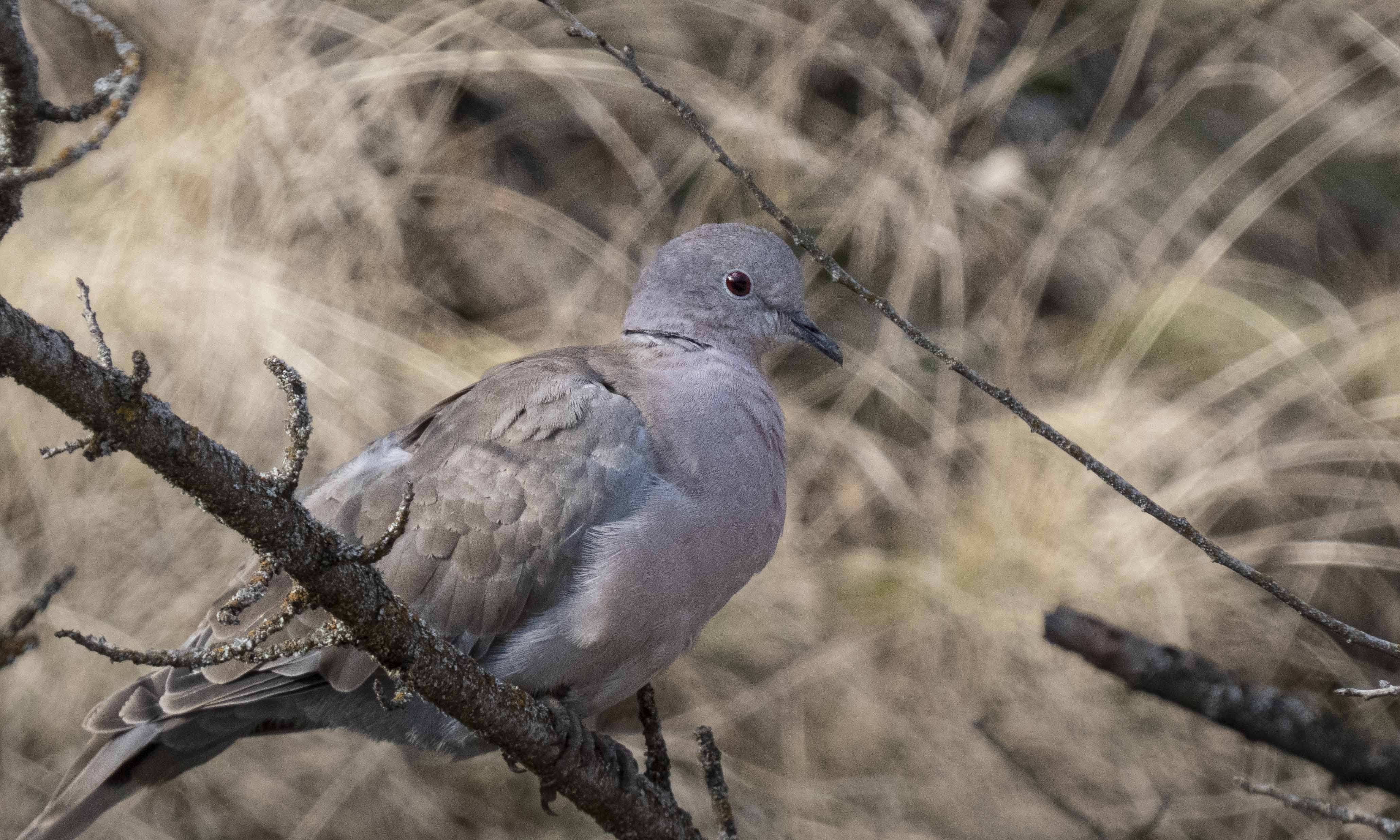 Eurasian Collared-Dove