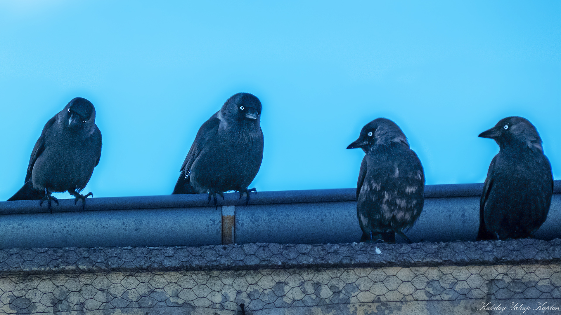Eurasian Jackdaw